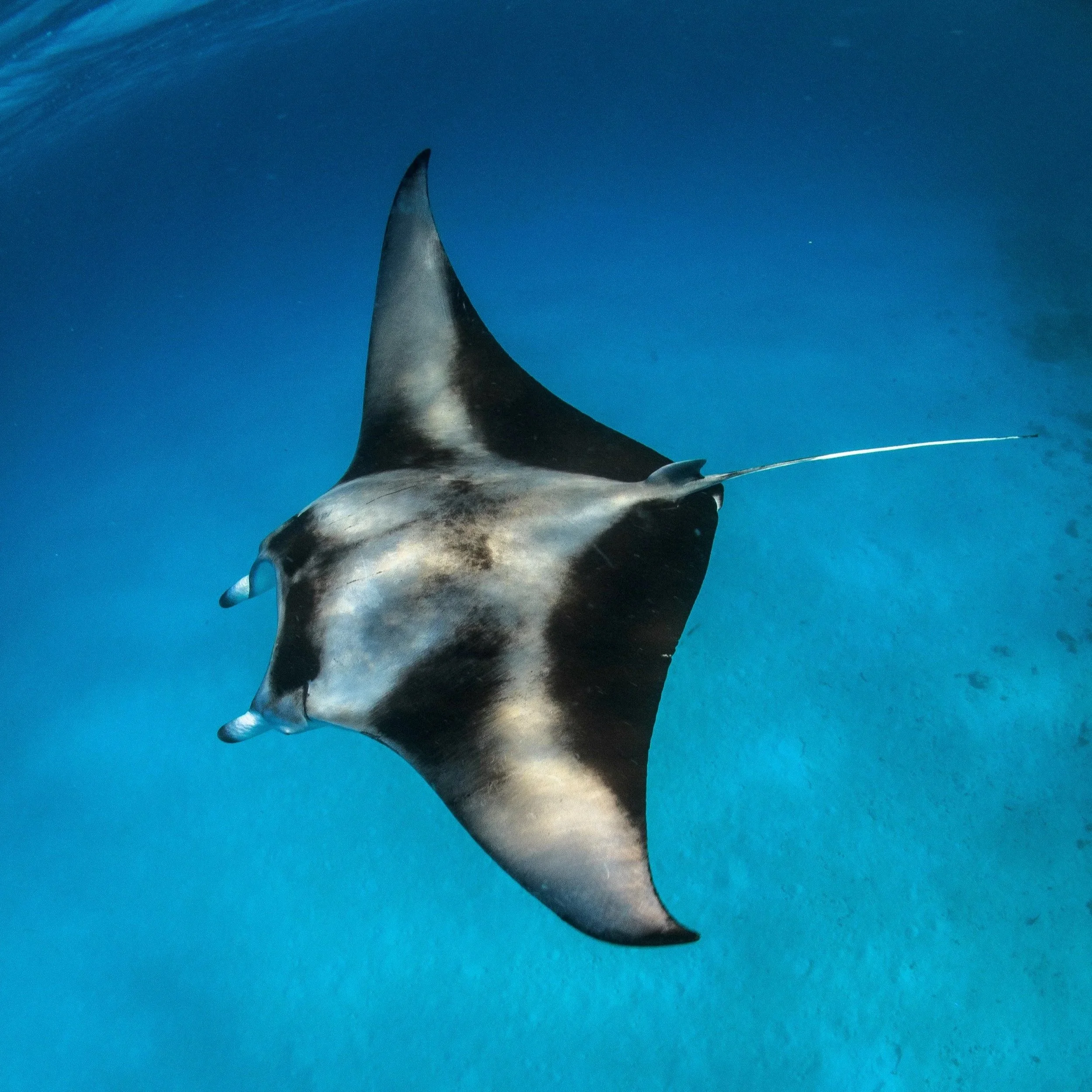 A manta ray swimming underwater in the ocean with blue water in the background.