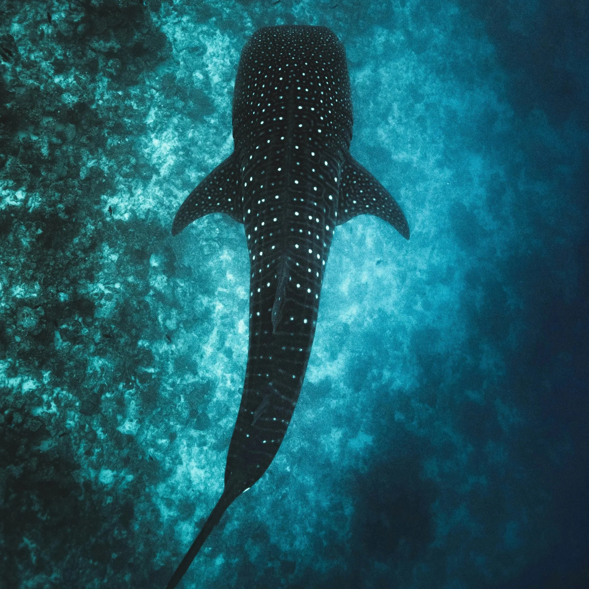 A whale shark swimming in the ocean near a coral reef.