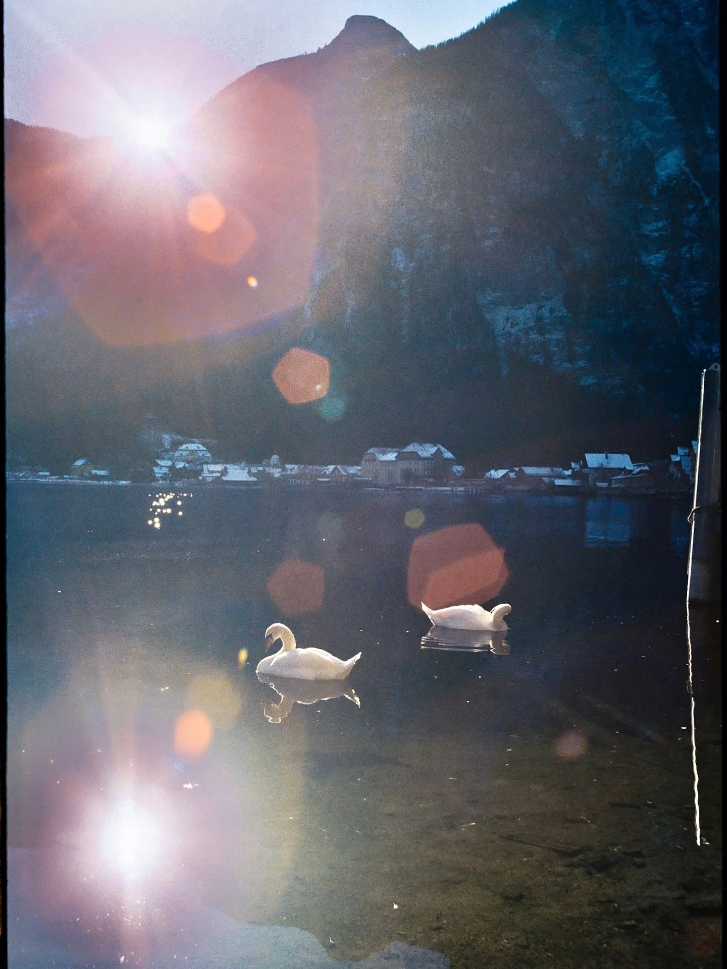 Swans in Hallstatt on film 🏹