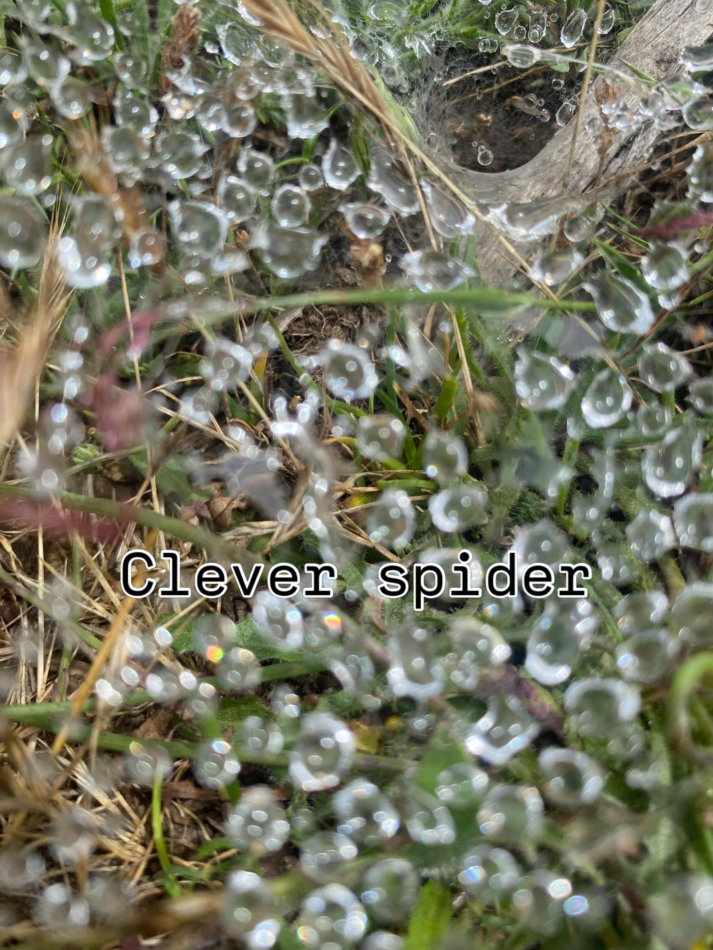 Scientists are replicating this clever spider technology for fog-harvesting in dry areas. The water pulls itself into droplets because it naturally loves itself. The droplets gather on the web and cleverly are spaced out so they don&rsquo;t break the