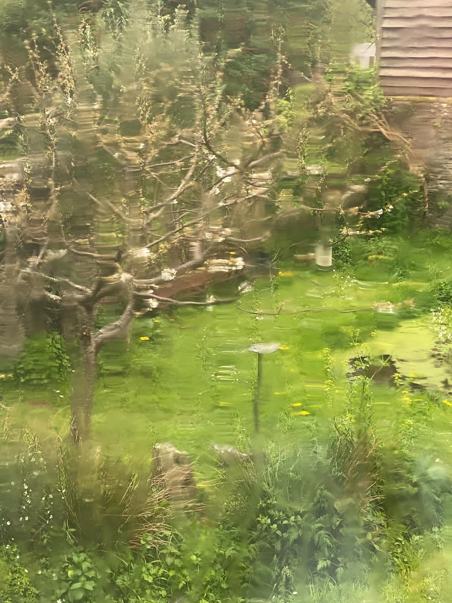 Outside the studio through the rain dribbled scribbled window lens - cherry blossom blooming quietly #rain
