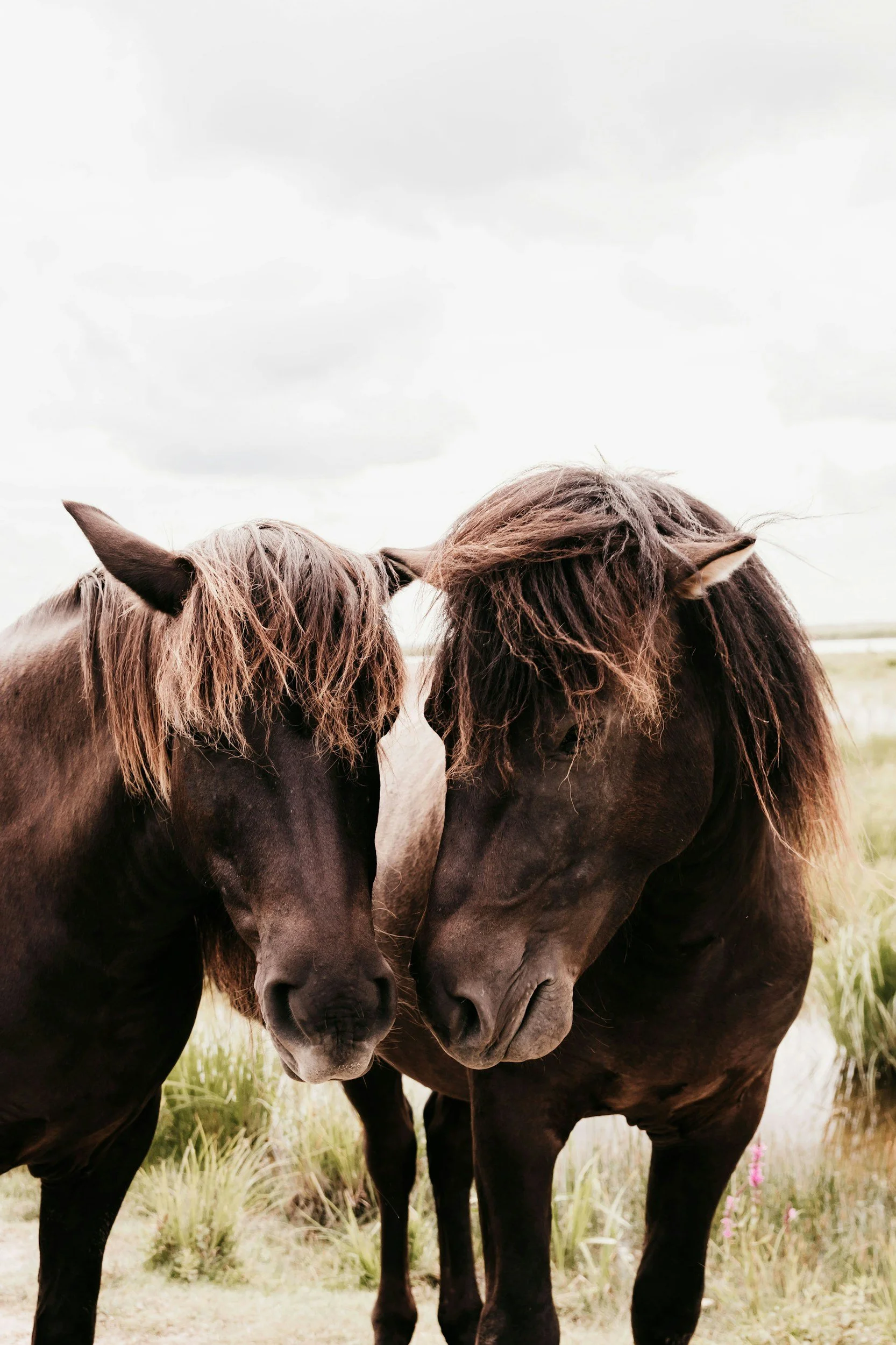 Two brown horses with thick manes standing close together in a grassy field under cloudy sky.