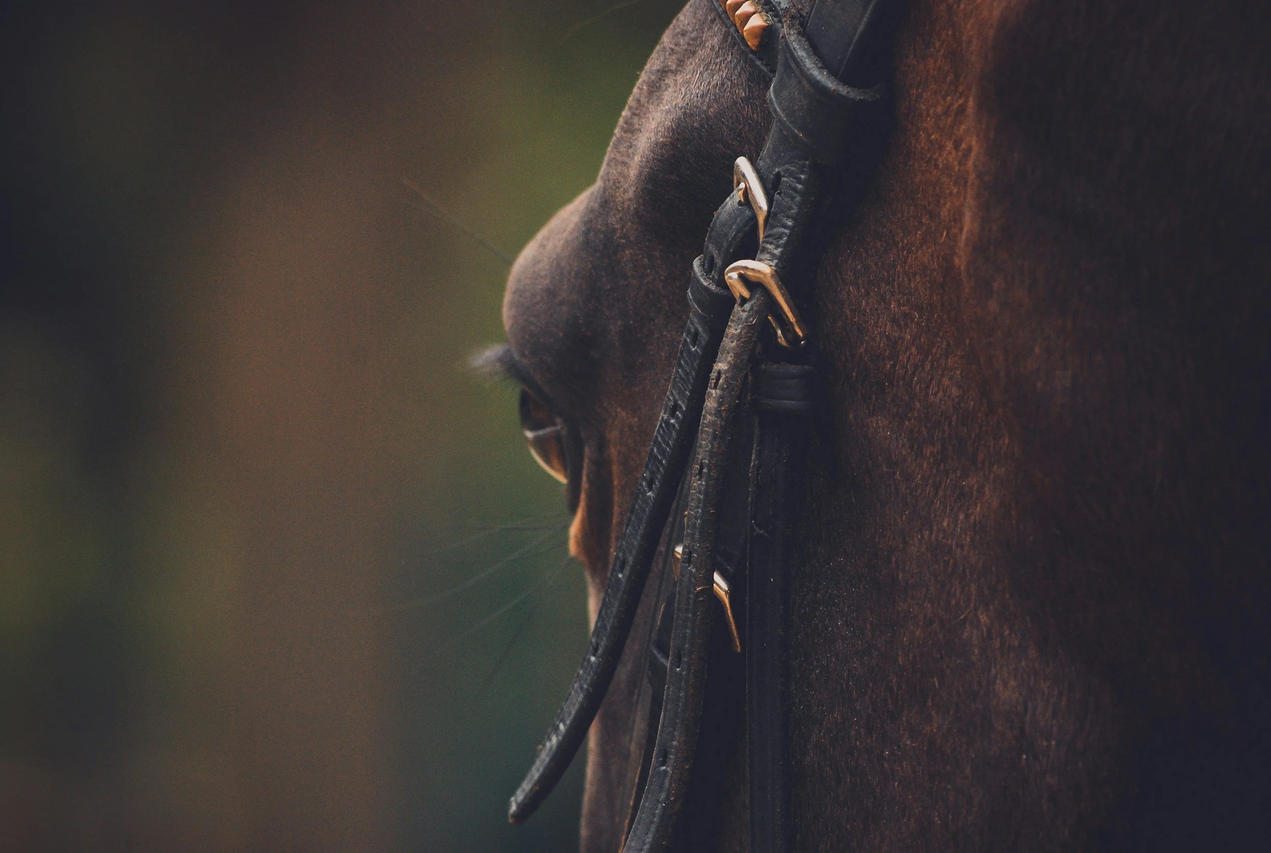 Close-up of a brown horse's head and neck with a bridle and reins, showing details of its face and the leather tack.