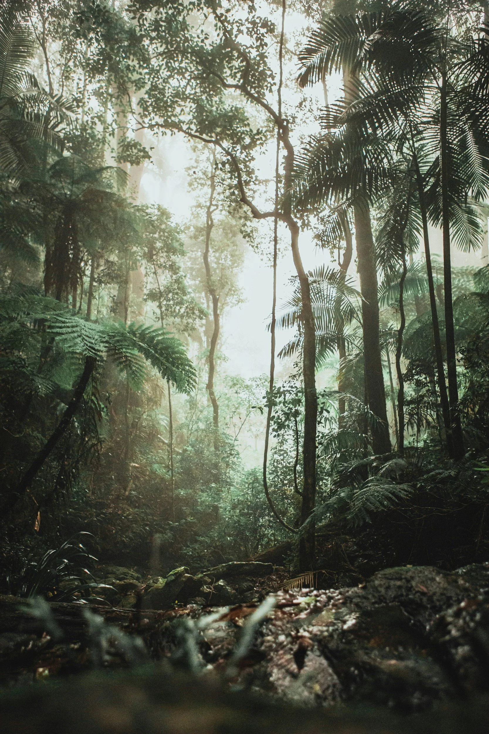 Lush tropical rainforest with tall trees, dense foliage, and sunlight filtering through the canopy.
