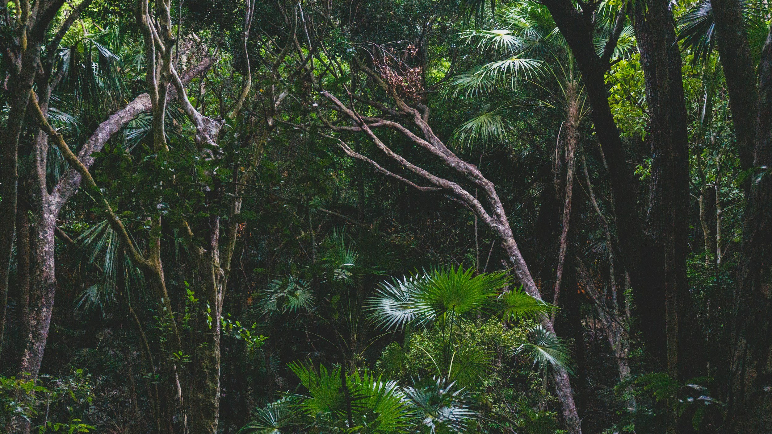 Dense tropical forest with various green trees, broad leaves, and intertwined branches.