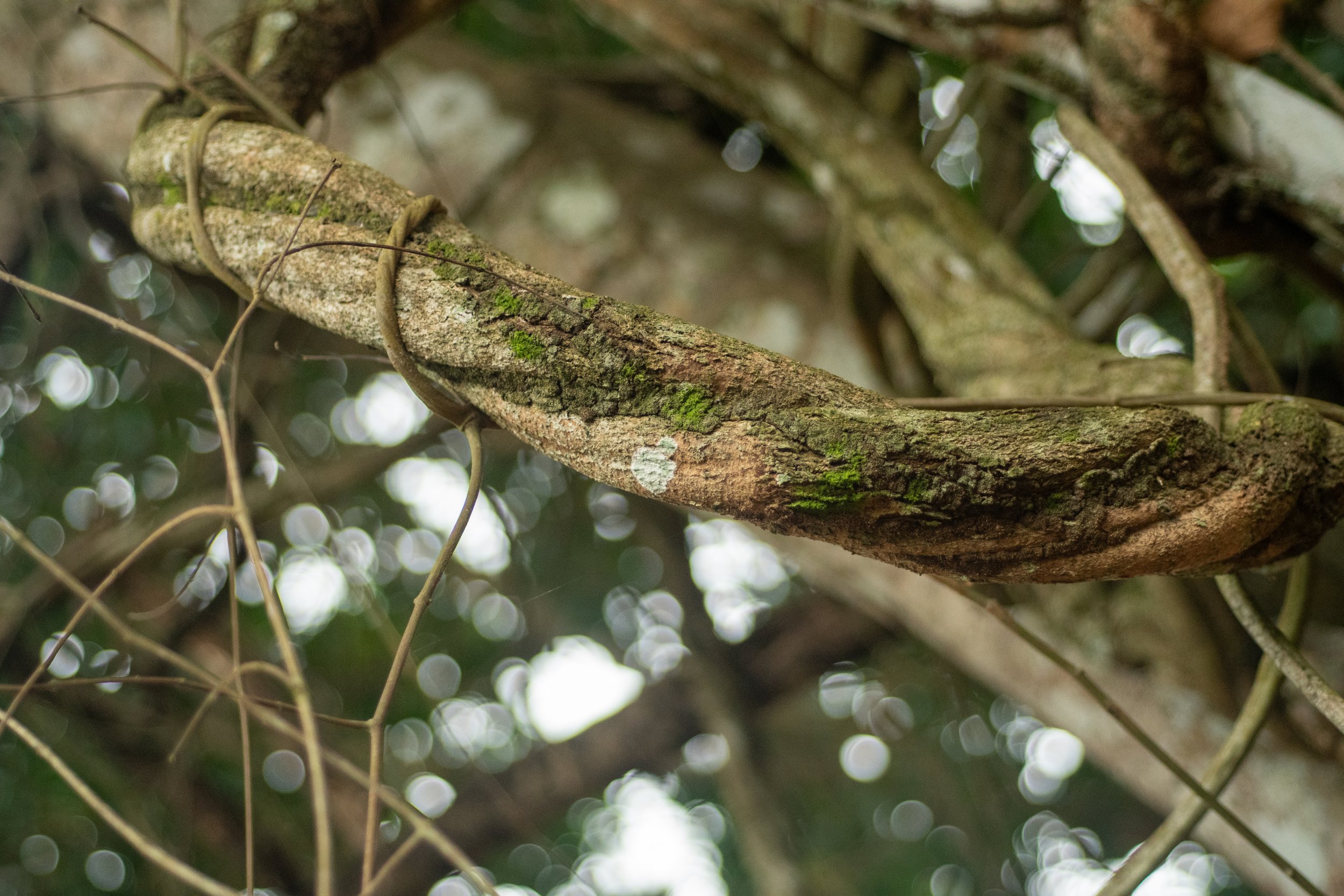 Close-up of tree branches and vines with textured bark and green moss, with blurred background of leaves and light.
