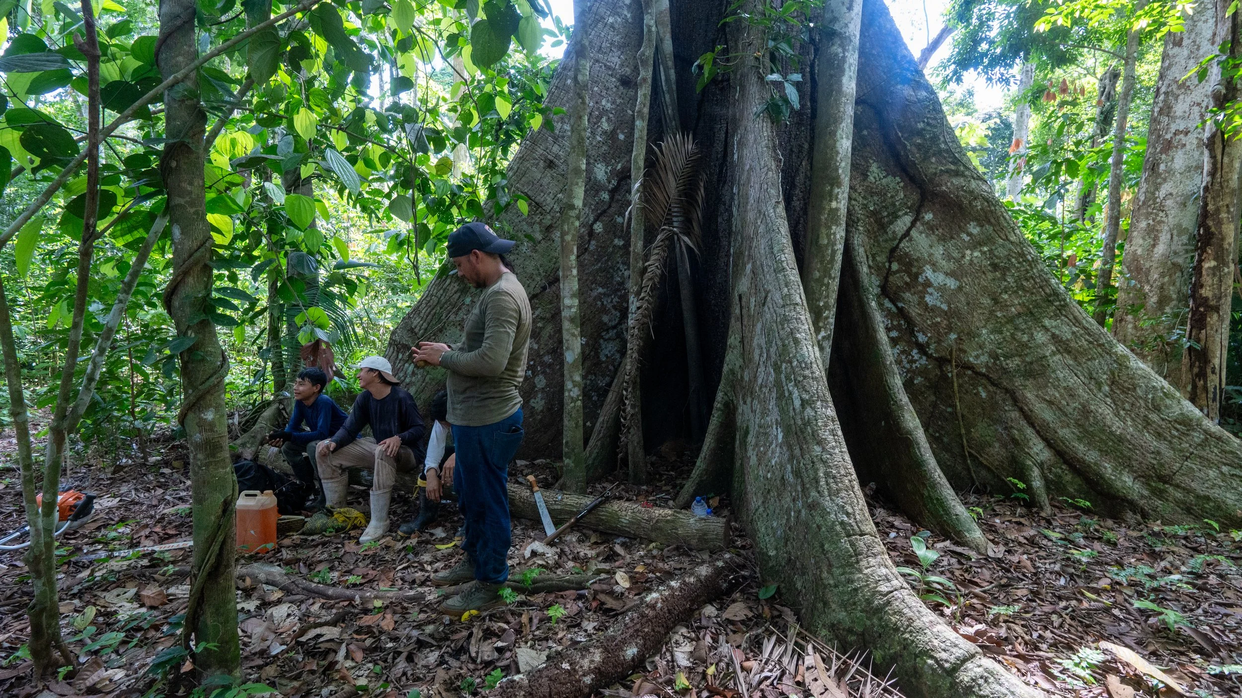 People sitting and standing around a large tropical tree in a dense green forest, some checking their phones, while others rest or explore.