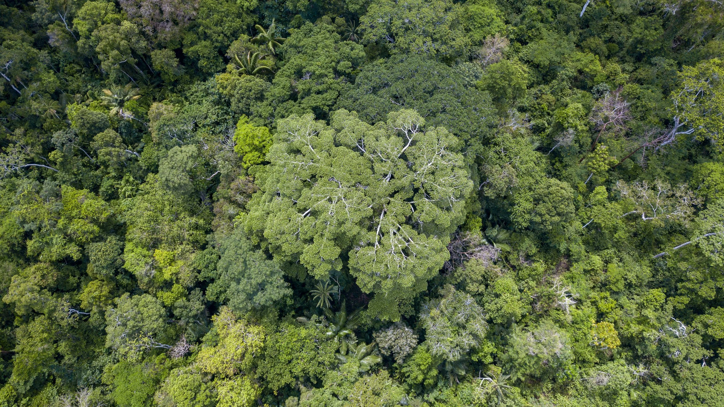 Copy of DJI_0034.jpg