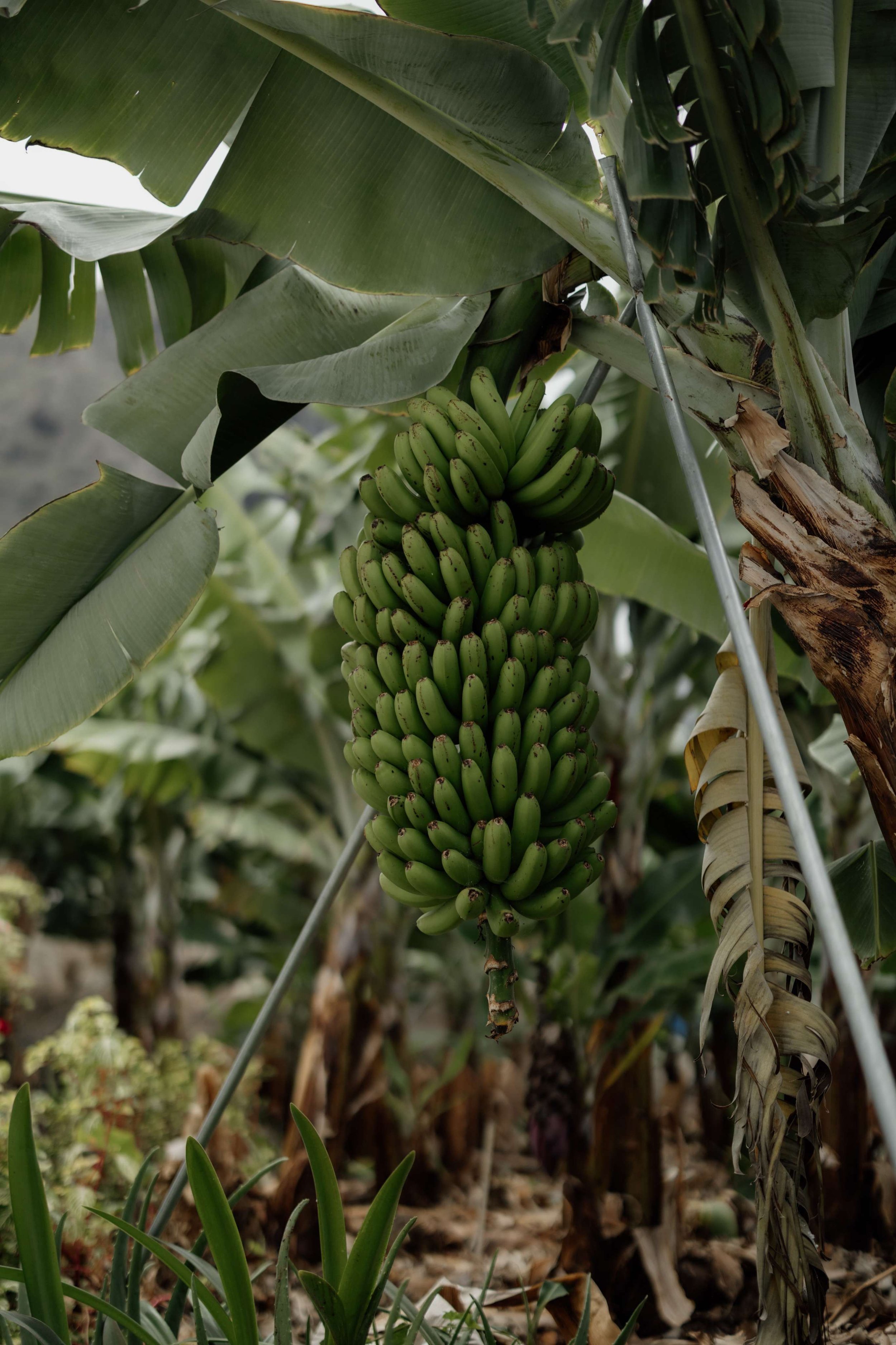 P&C Sample- Licandro Weddings - Tenerife Wedding Planners - Wedding in Tenerife - Finca Wedding Tenerife - Private Venue Tenerife-17.jpg