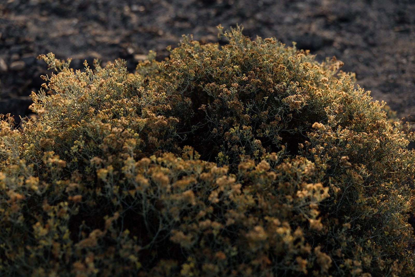 F&M Wedding Photos - Tenerife - Licandro Weddings - Tenerife Wedding Planners - Wedding in Tenerife - Finca Wedding Tenerife - Private Venue Tenerife-237_websize.jpg