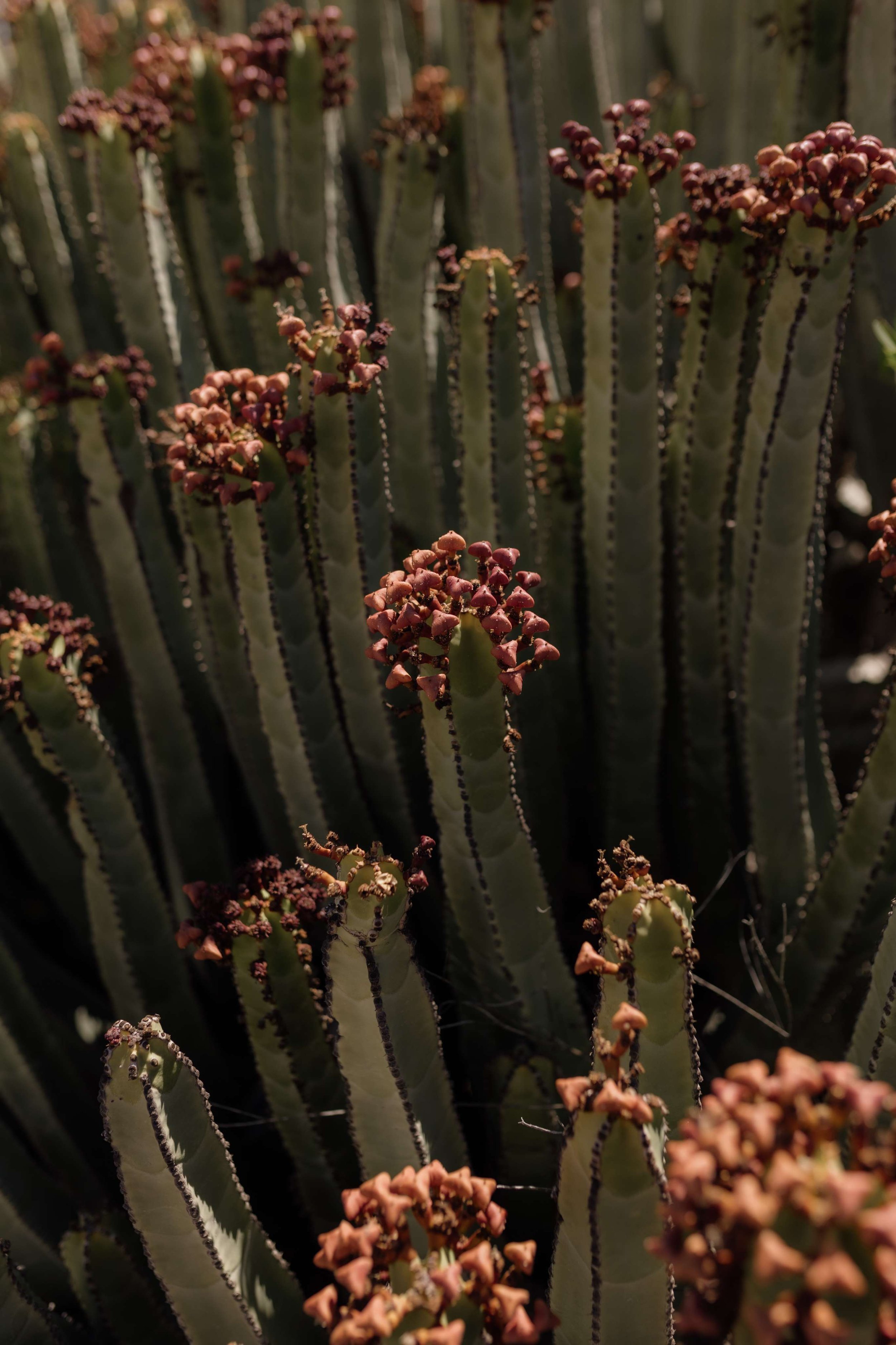 Teno Sample- Wedding in Tenerife - Licandro Weddings - Tenerife Wedding Planner - Finca Wedding - Tenerife Wedding Photographer - Weddings in Tenerife - Bespoke Wedding in Tenerife-18.jpg