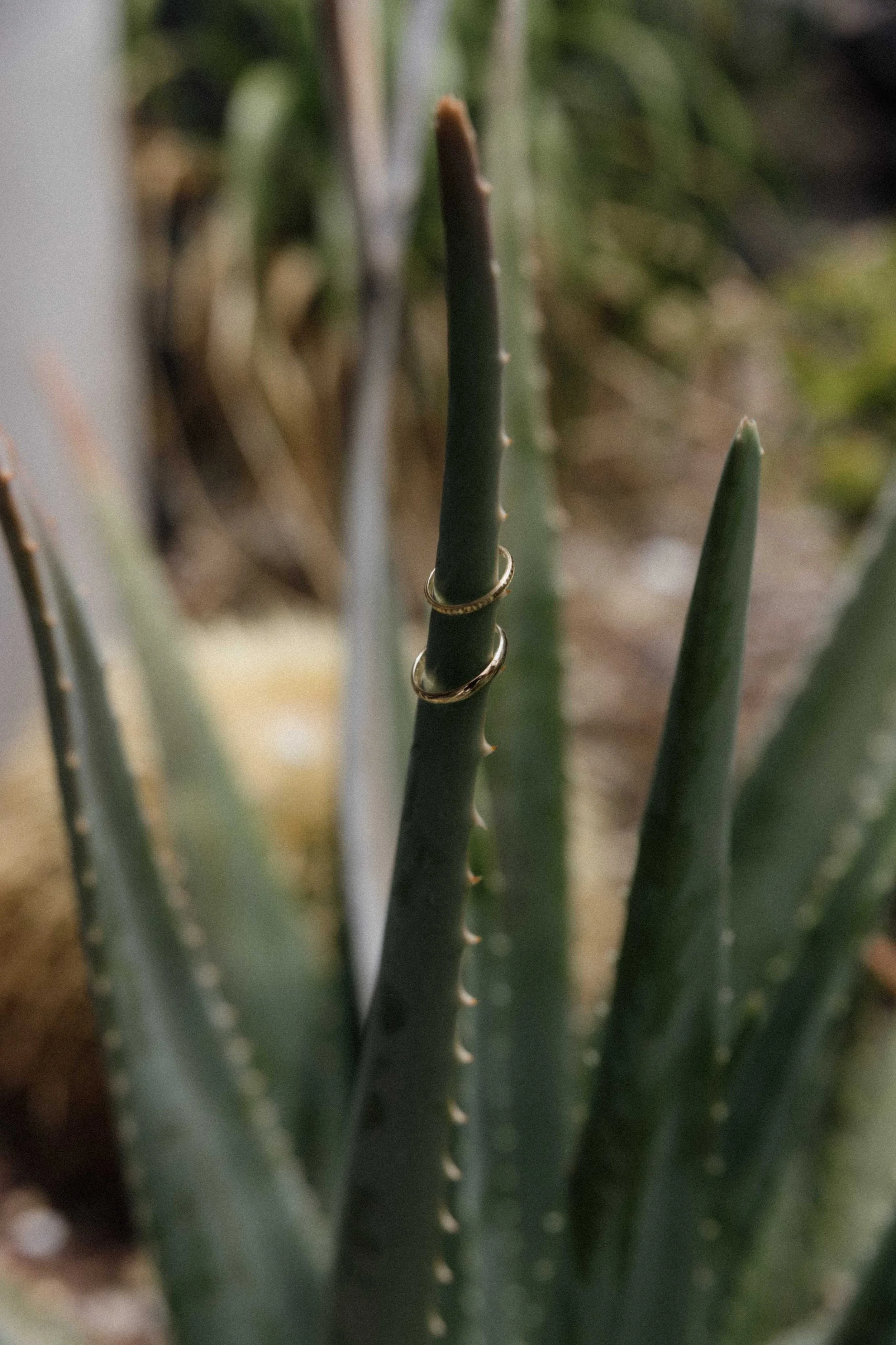 J&K - Licandro Weddings - Tenerife Wedding Planners - Wedding in Tenerife - Finca Wedding Tenerife - Private Venue Tenerife-7.jpg