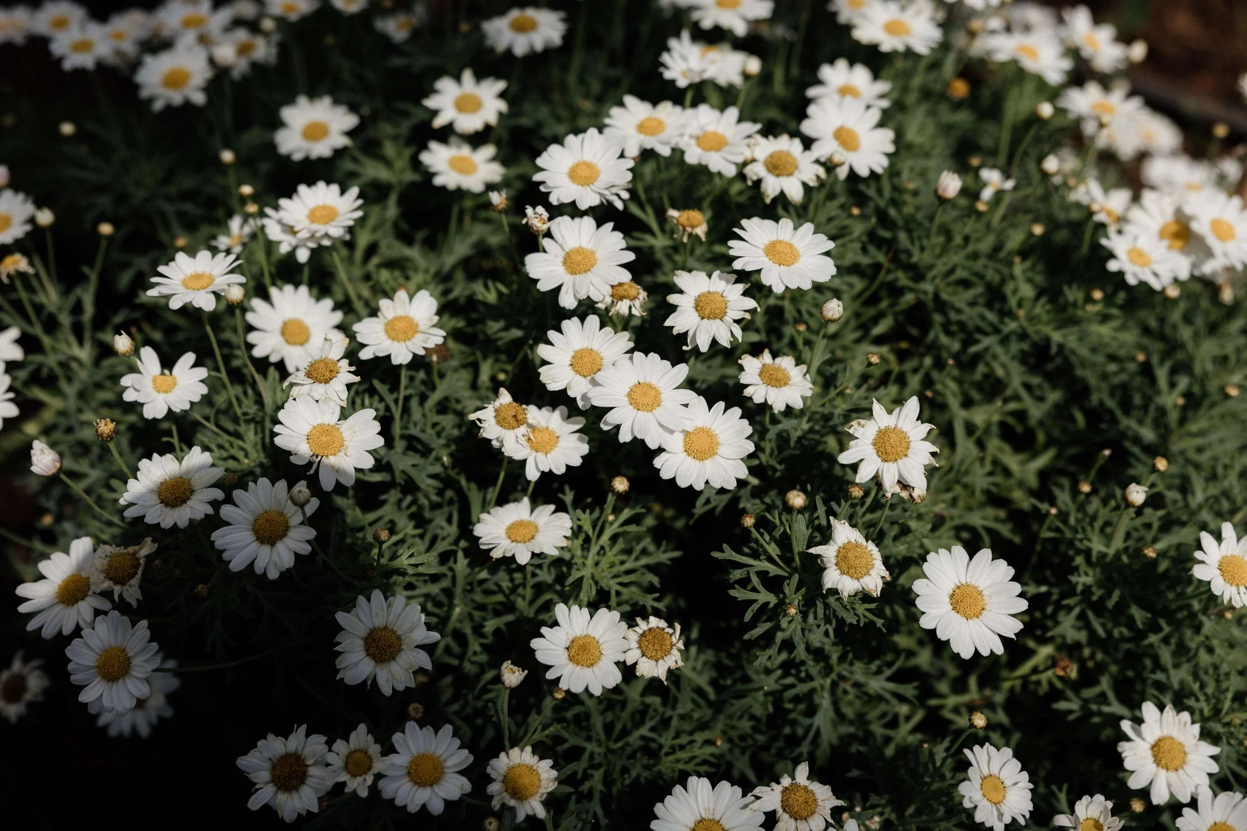 K&O- Licandro Weddings - Tenerife Wedding Planners - Wedding in Tenerife - Finca Wedding Tenerife - Private Venue Tenerife-479.jpg