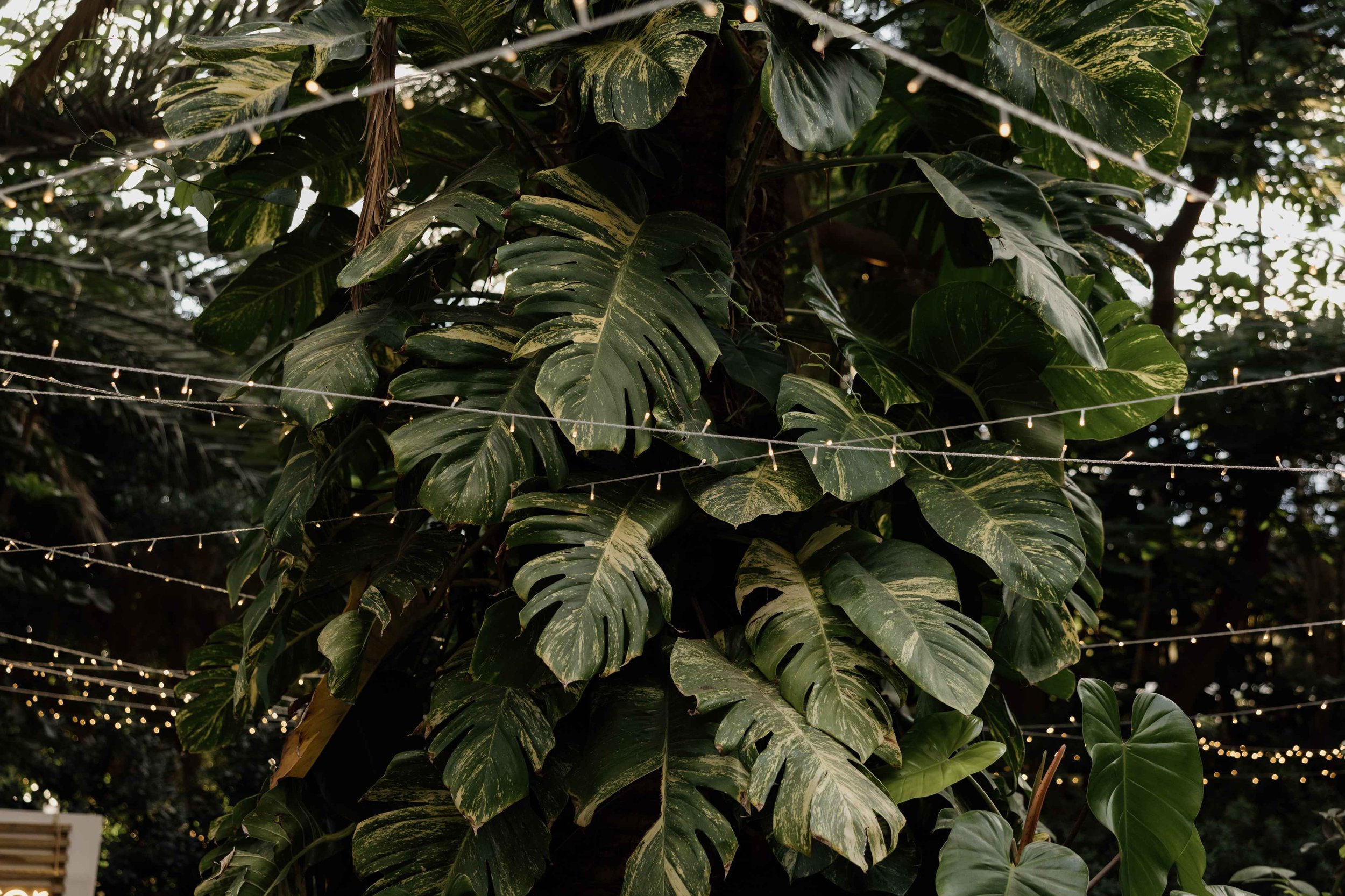 H&P- Wedding in Tenerife - Licandro Weddings - Tenerife Wedding Planner - Finca Wedding - Tenerife Wedding Photographer - Weddings in Tenerife - Bespoke Wedding in Tenerife-543.jpg