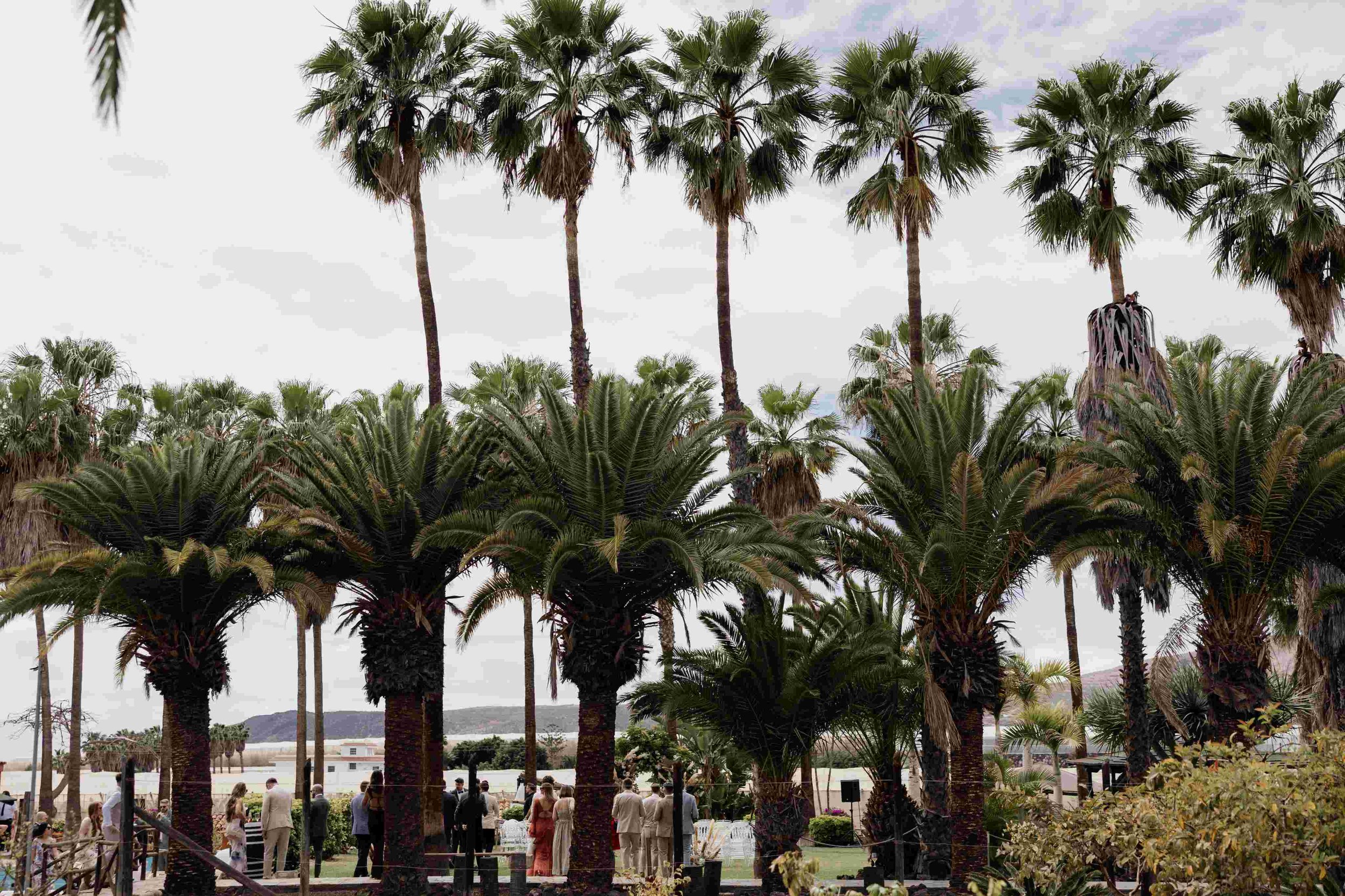 S&C - Wedding in Tenerife - Licandro Weddings - Tenerife Wedding Planner - Finca Wedding - Tenerife Wedding Photographer - Weddings in Tenerife - Bespoke Wedding in Tenerife-229.jpg