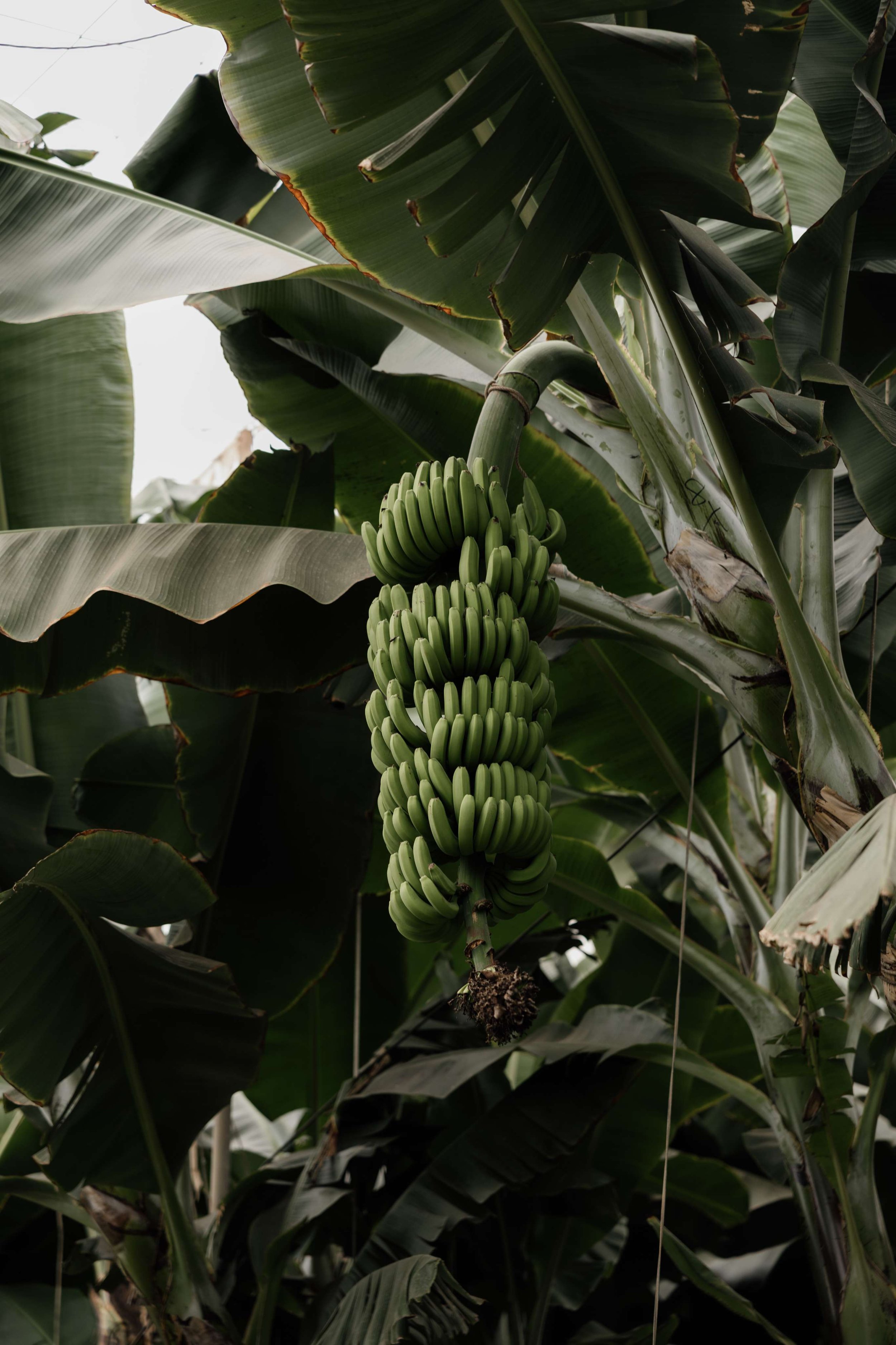 H&J- Wedding in Tenerife - Licandro Weddings - Tenerife Wedding Planner - Finca Wedding - Tenerife Wedding Photographer - Weddings in Tenerife - Bespoke Wedding in Tenerife-265.jpg