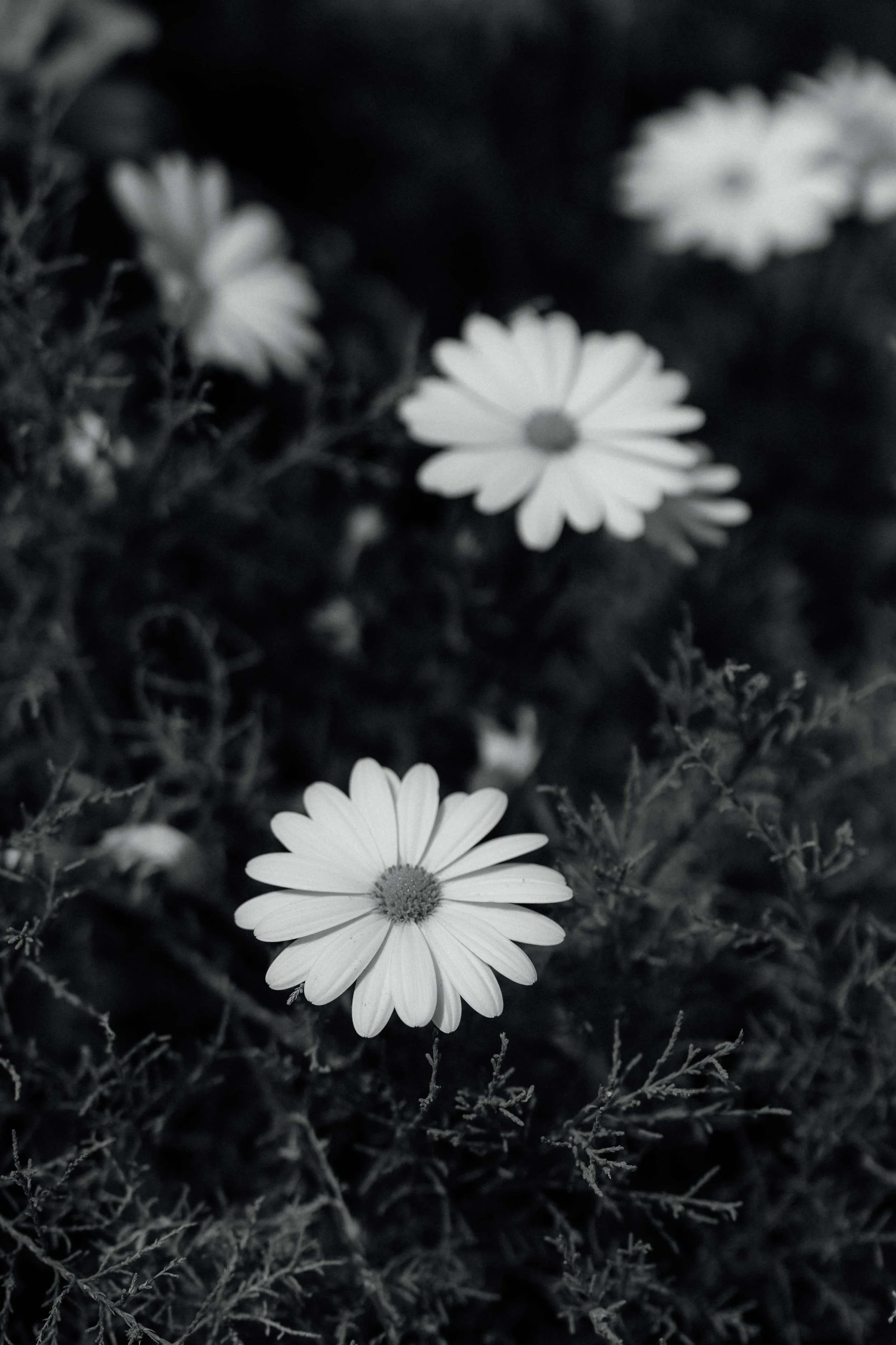 J&K - Licandro Weddings - Organizadores de bodas en Tenerife - Bodas en Tenerife - Bodas en fincas en Tenerife - Espacios privados en Tenerife-128.jpg