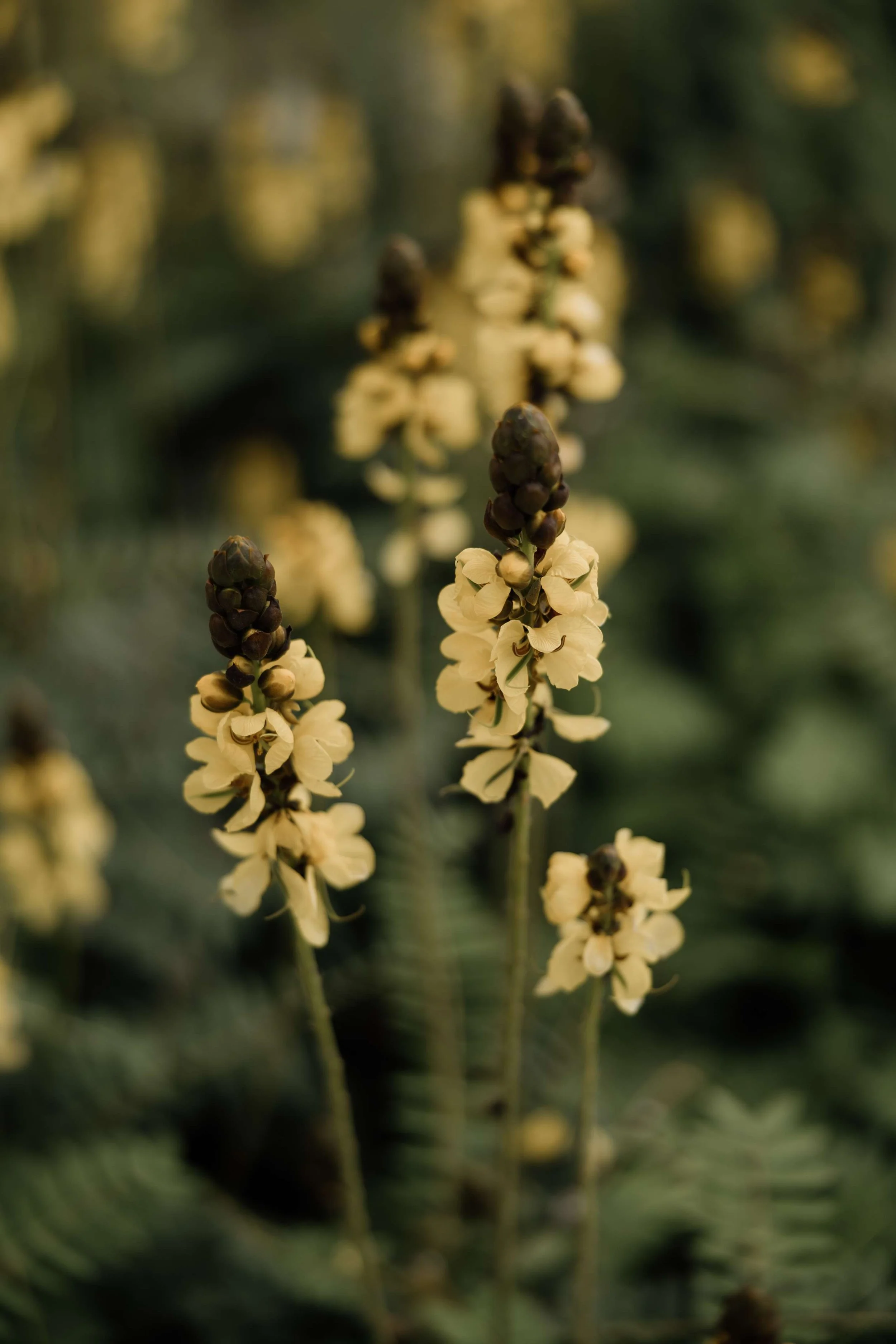 J&K - Licandro Weddings - Tenerife Wedding Planners - Wedding in Tenerife - Finca Wedding Tenerife - Private Venue Tenerife-712.jpg