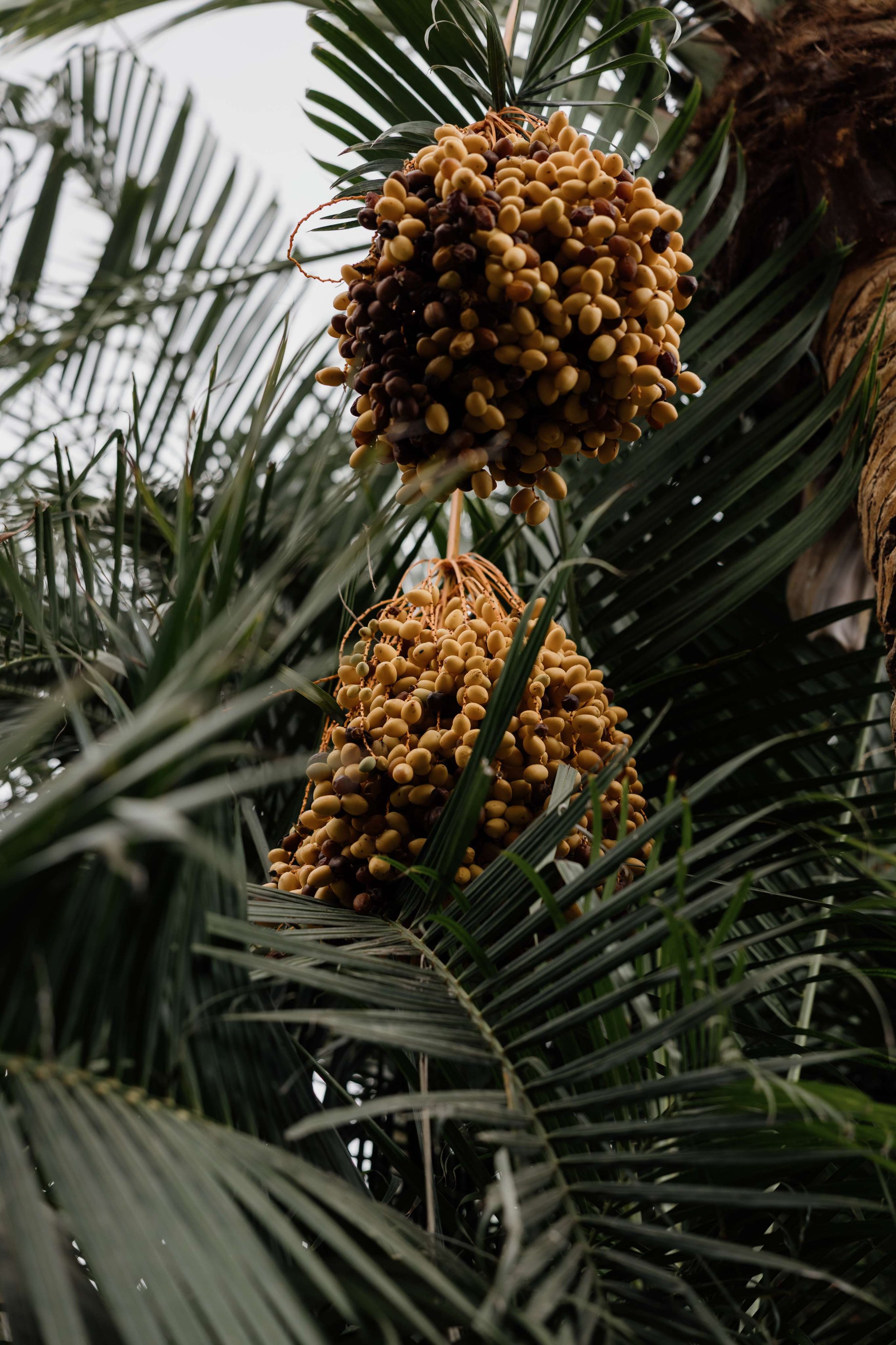 E&C - Wedding in Tenerife - Licandro Weddings - Tenerife Wedding Planner - Finca Wedding - Tenerife Wedding Photographer - Weddings in Tenerife - Bespoke Wedding in Tenerife-112.jpg