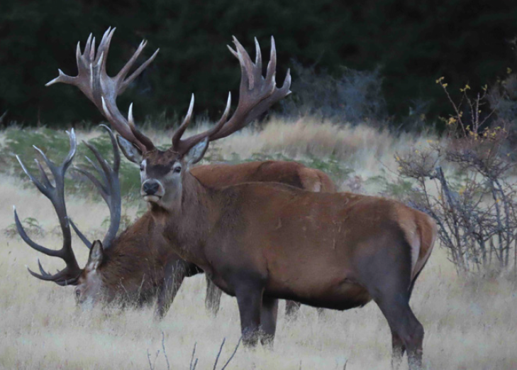 Red Deer (Cervus elaphus)