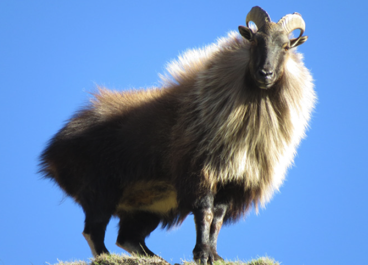 Himalayan Tahr (Hemitragus jemlahicus) 