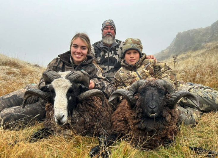 Arapawa Ram (Ovis Arapawa) 