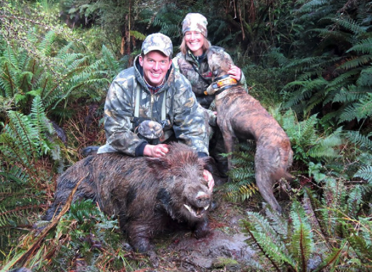 Captain Cook Boar (Sus scrofa) 