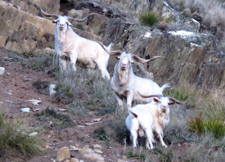 Pacific Goat (Capra hircus) 