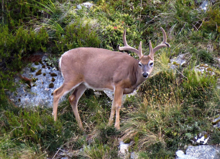 Whitetail Deer (Odocoileous virginianus)