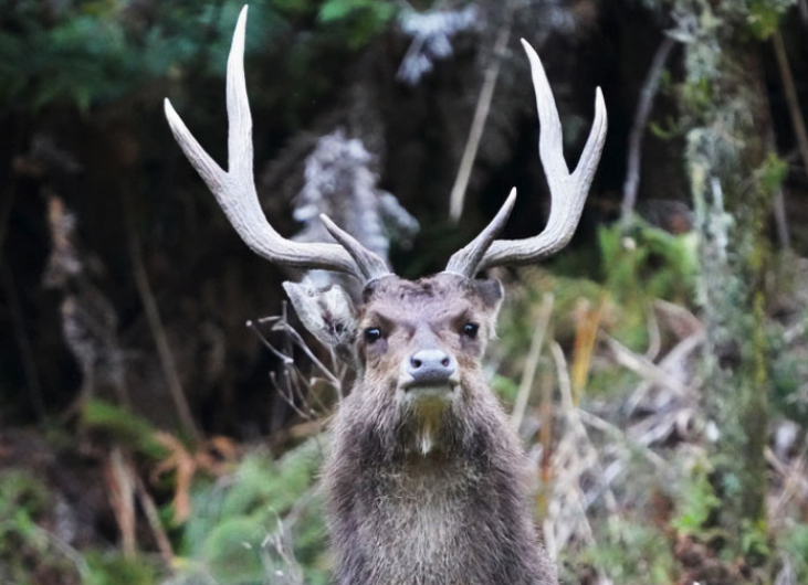 Rusa Deer (Cervus timorensis)