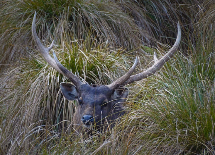 Sambar Deer (Cervus unicolour)