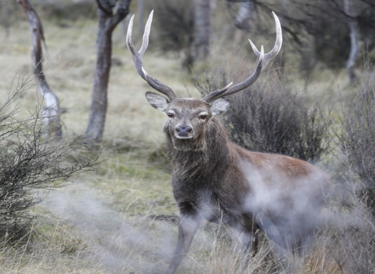 Sika Deer (Cervus Nippon) 
