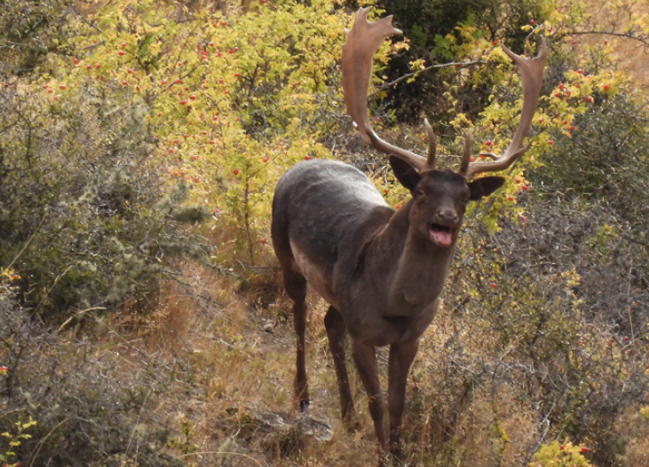 Fallow Deer (Dama dama) 