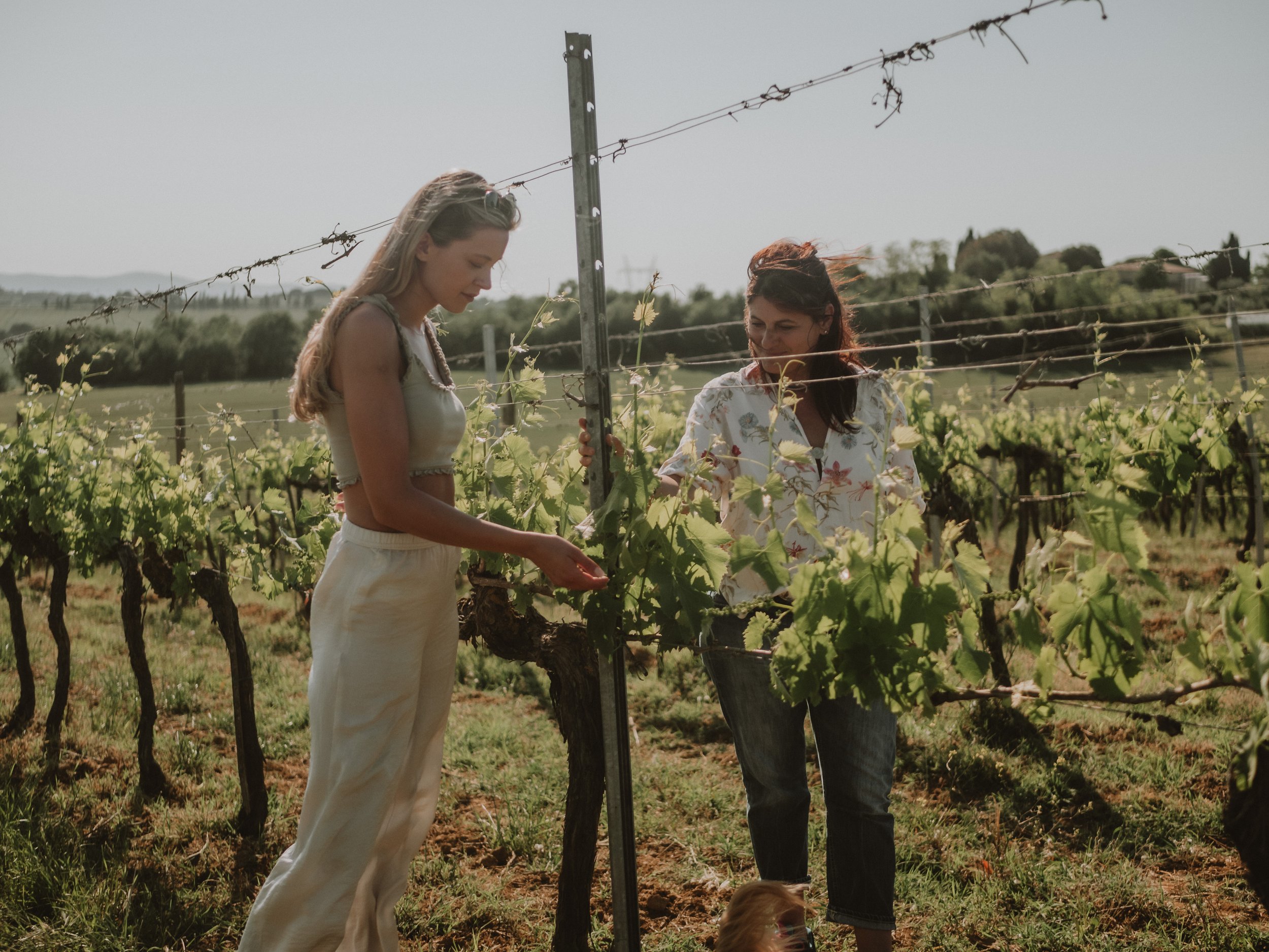 Two women inspecting grapevines in a vineyard under a clear sky.