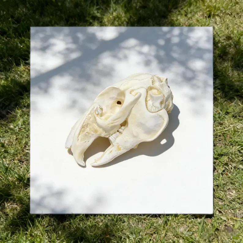 Real Rabbit Skull
