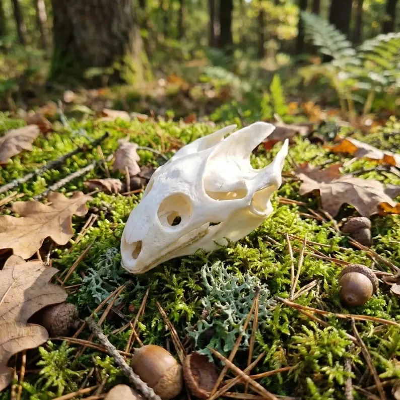 Turtle Skull Specimen