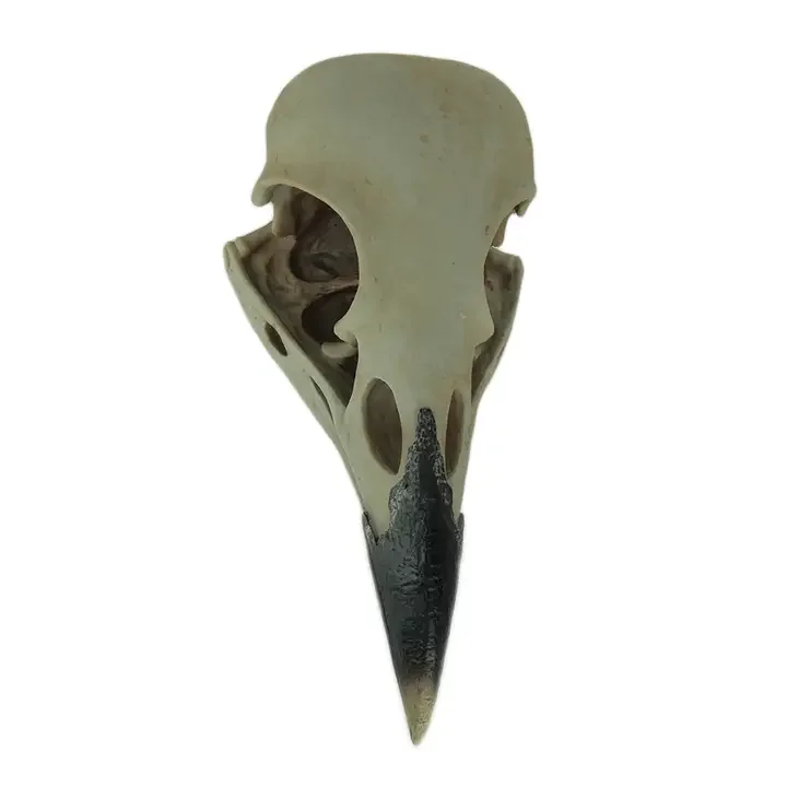 Corvus Bird of Prophecy Gothic Raven Skull