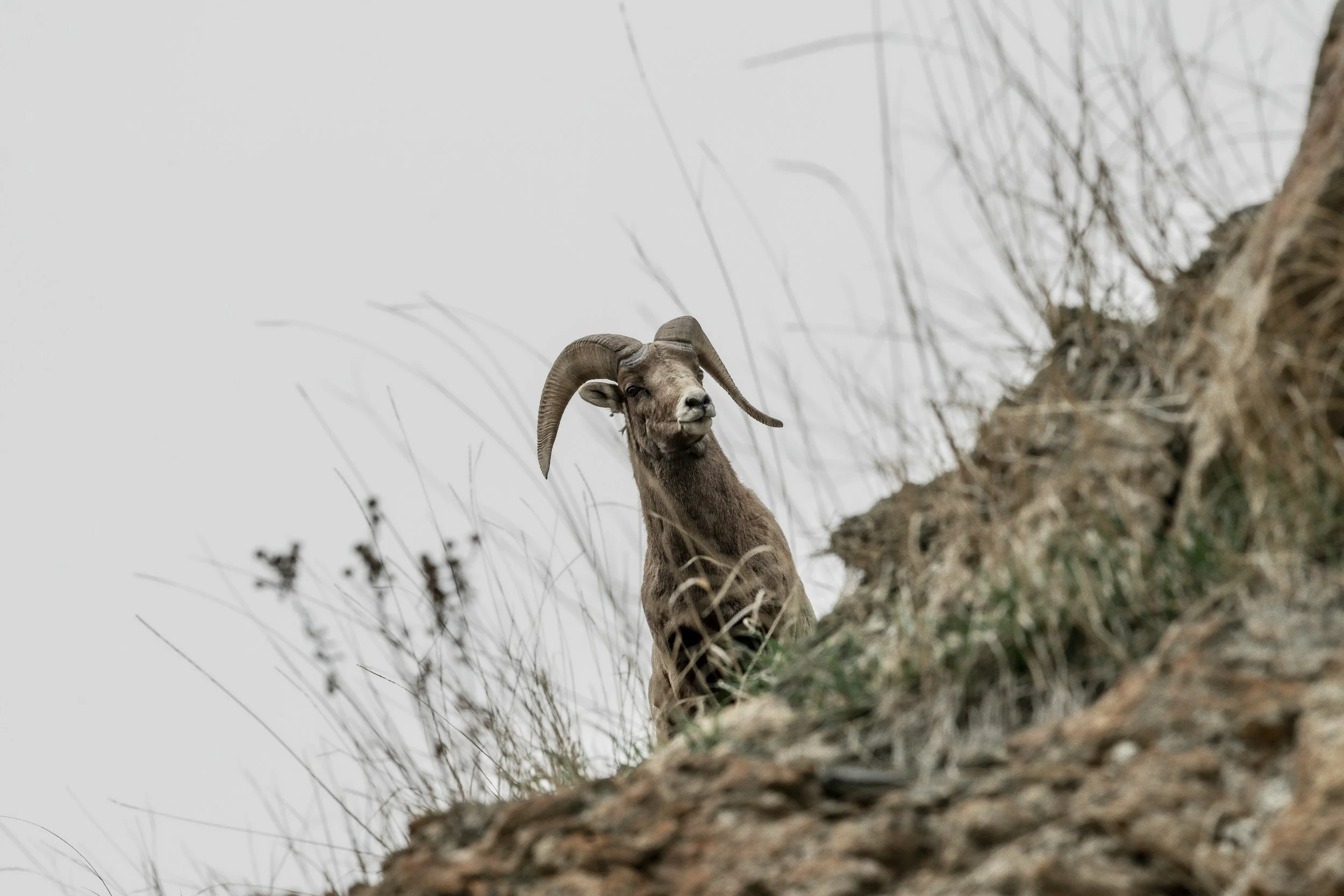 Mountain Sheep