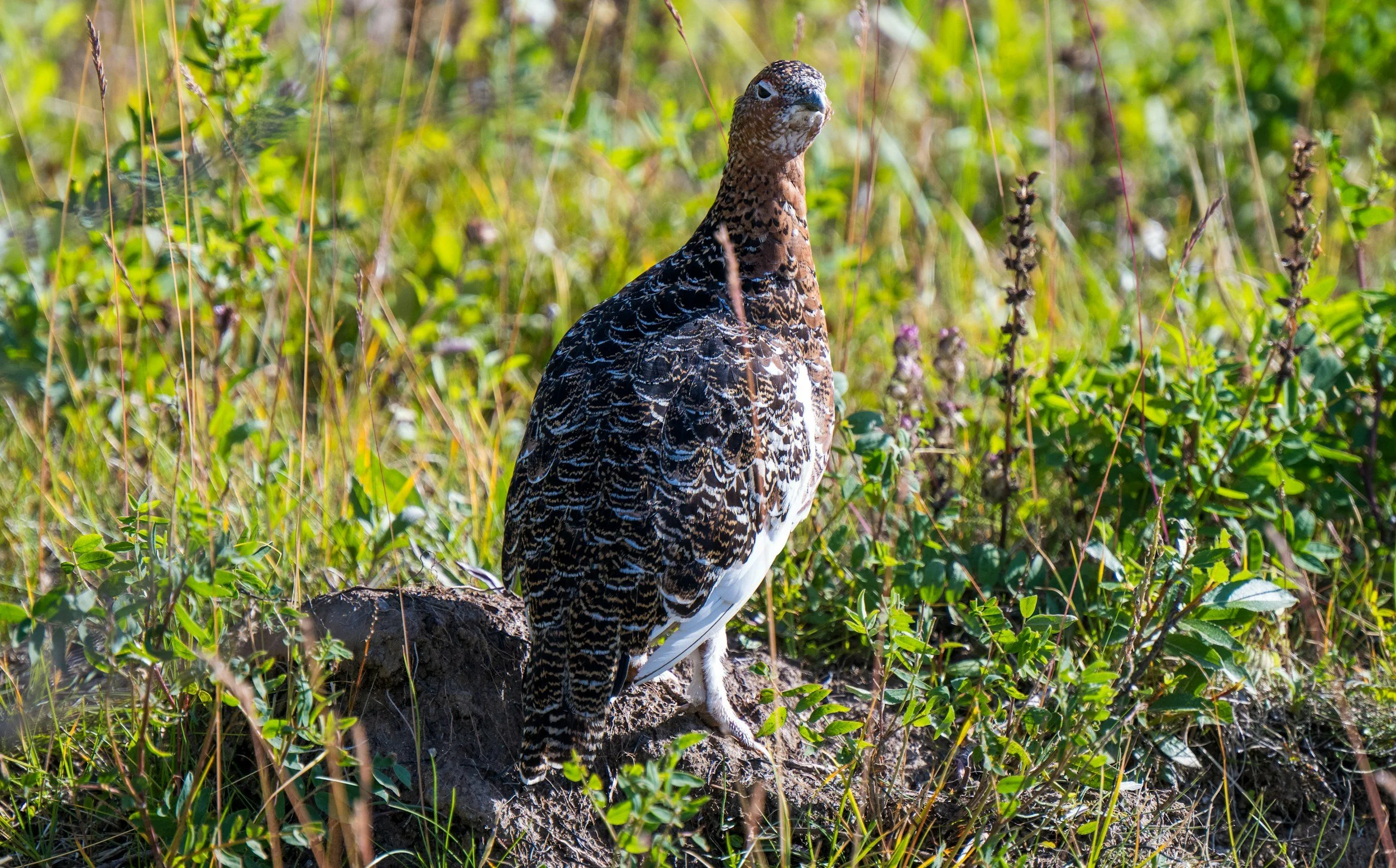 A hawk standing on a patch of dirt surrounded by green grass and plants in a natural outdoor setting.