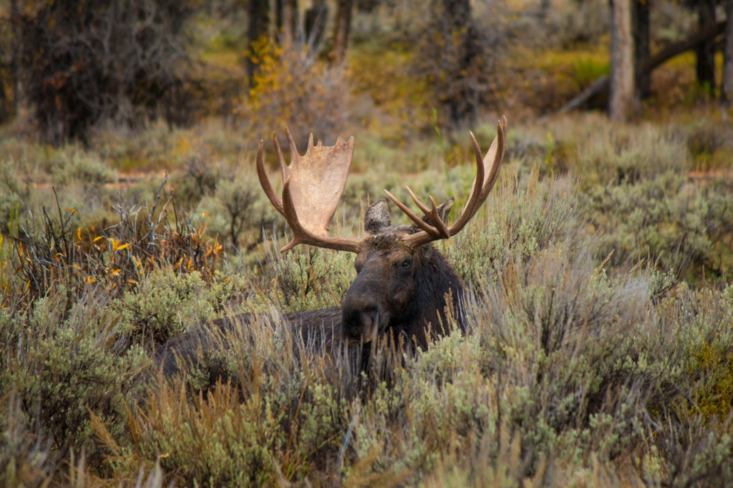 A moose with large antlers standing amidst shrubs and trees in a forested area during fall.