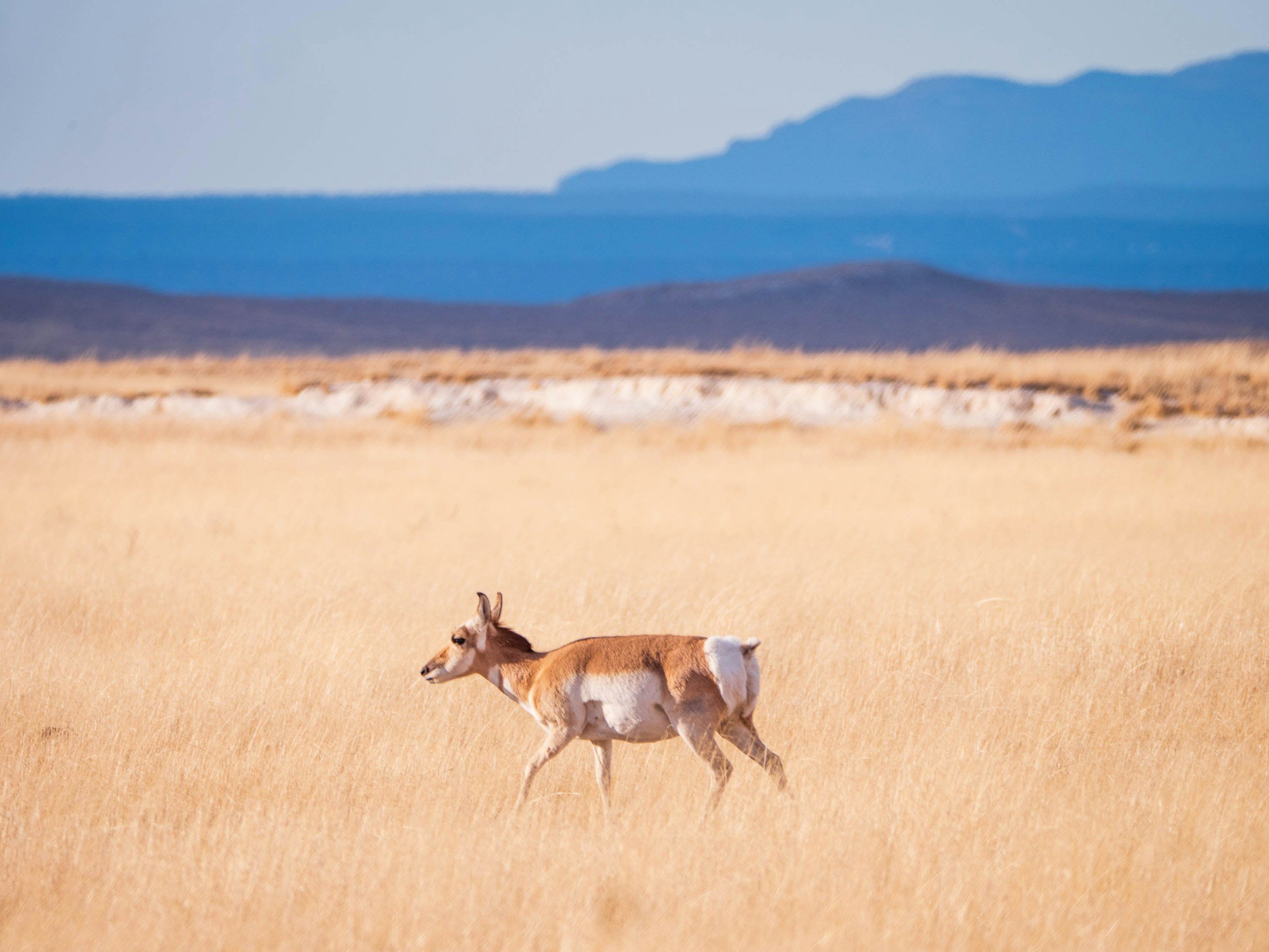 A young pronghorn antelope running across a dry, grassy plain with a mountain range in the background.