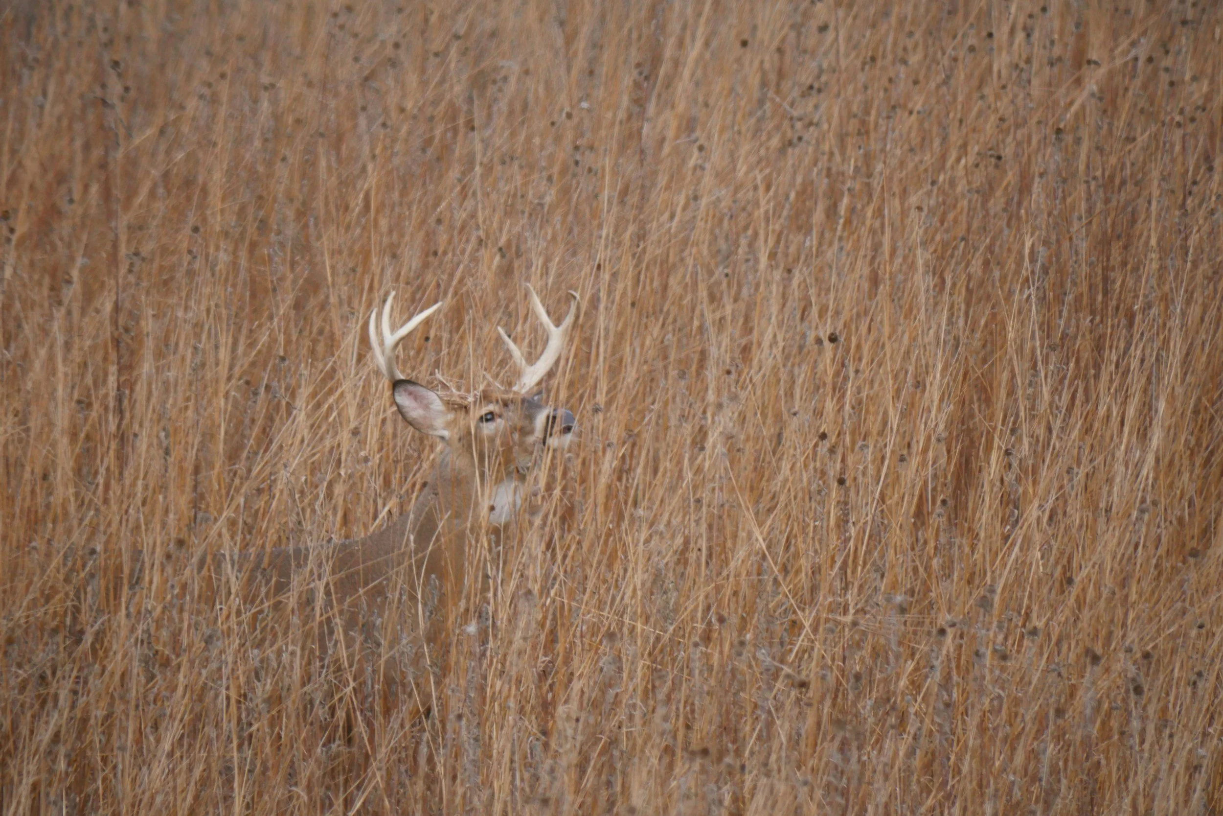A deer with antlers standing in tall, dry grass in a field.