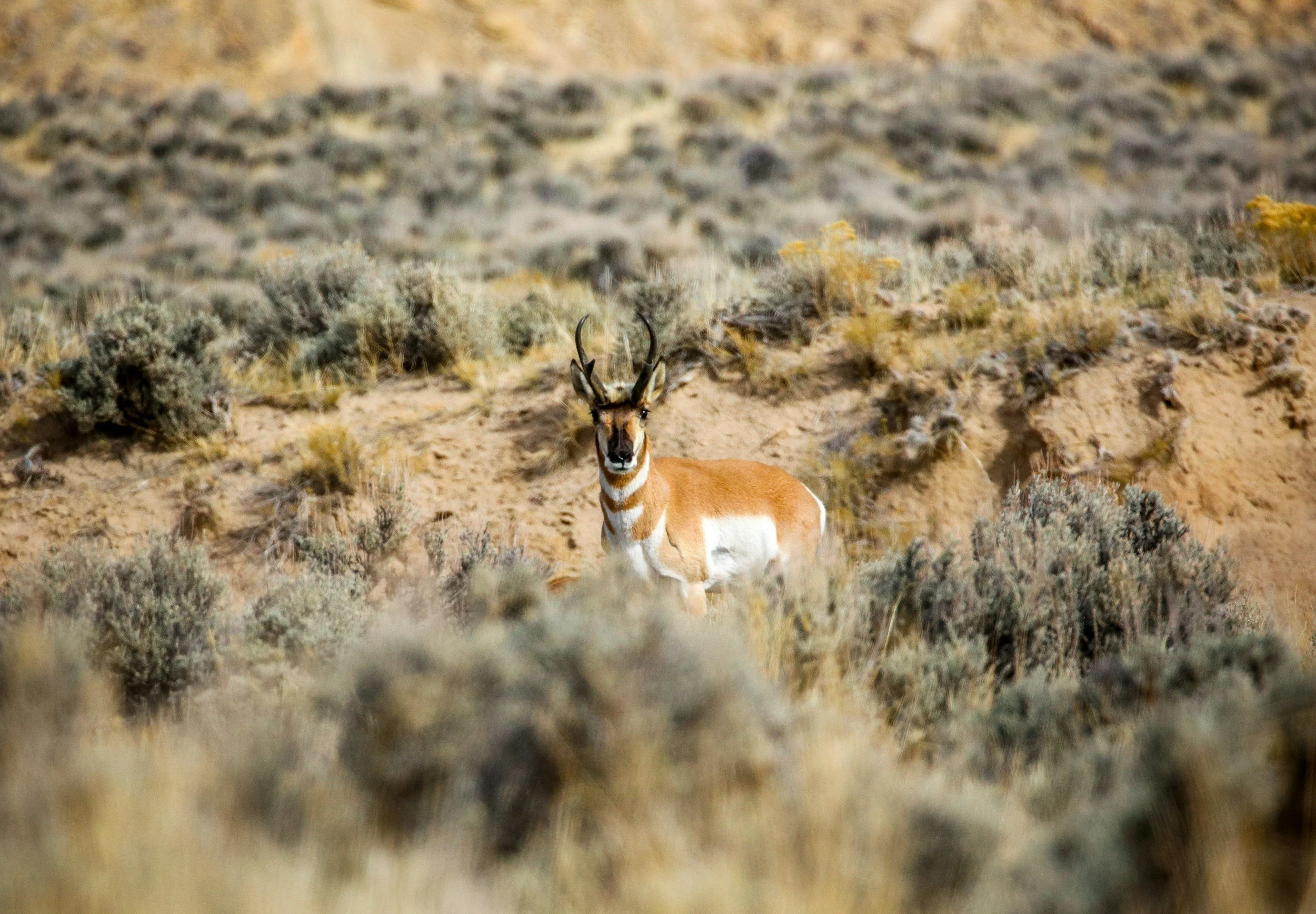 A pronghorn antelope standing in a desert landscape with sparse bushes and sandy terrain.