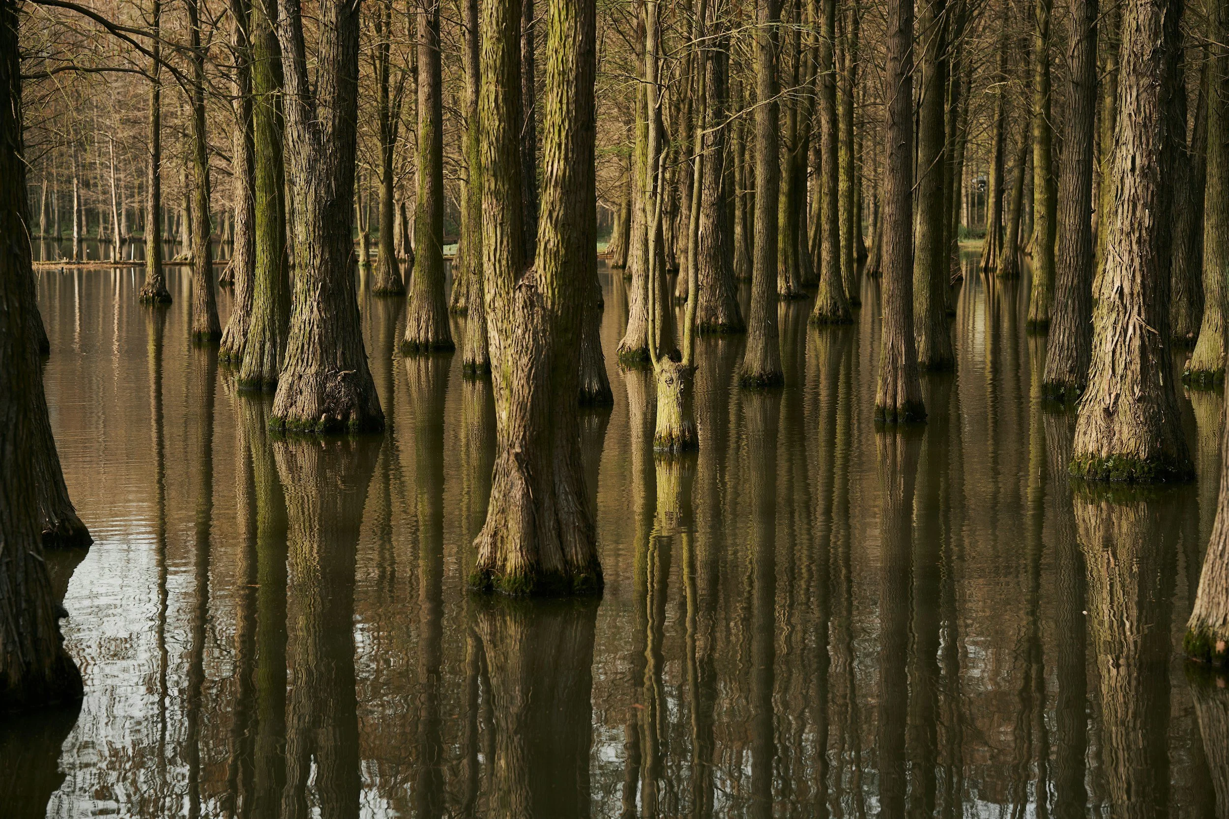 A forest with tall trees standing in floodwaters, with reflections visible on the water's surface.