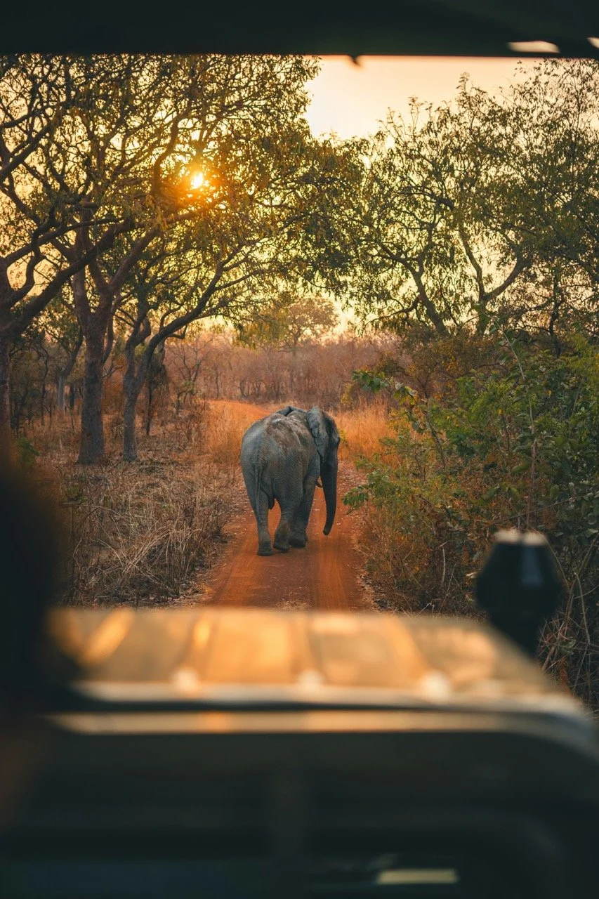 A view of an elephant walking down a dirt trail through a savannah landscape with trees and dry grass, taken from inside a vehicle during sunset.