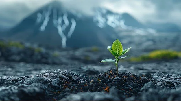 The Renewal & Rise Journey (Most Popular)