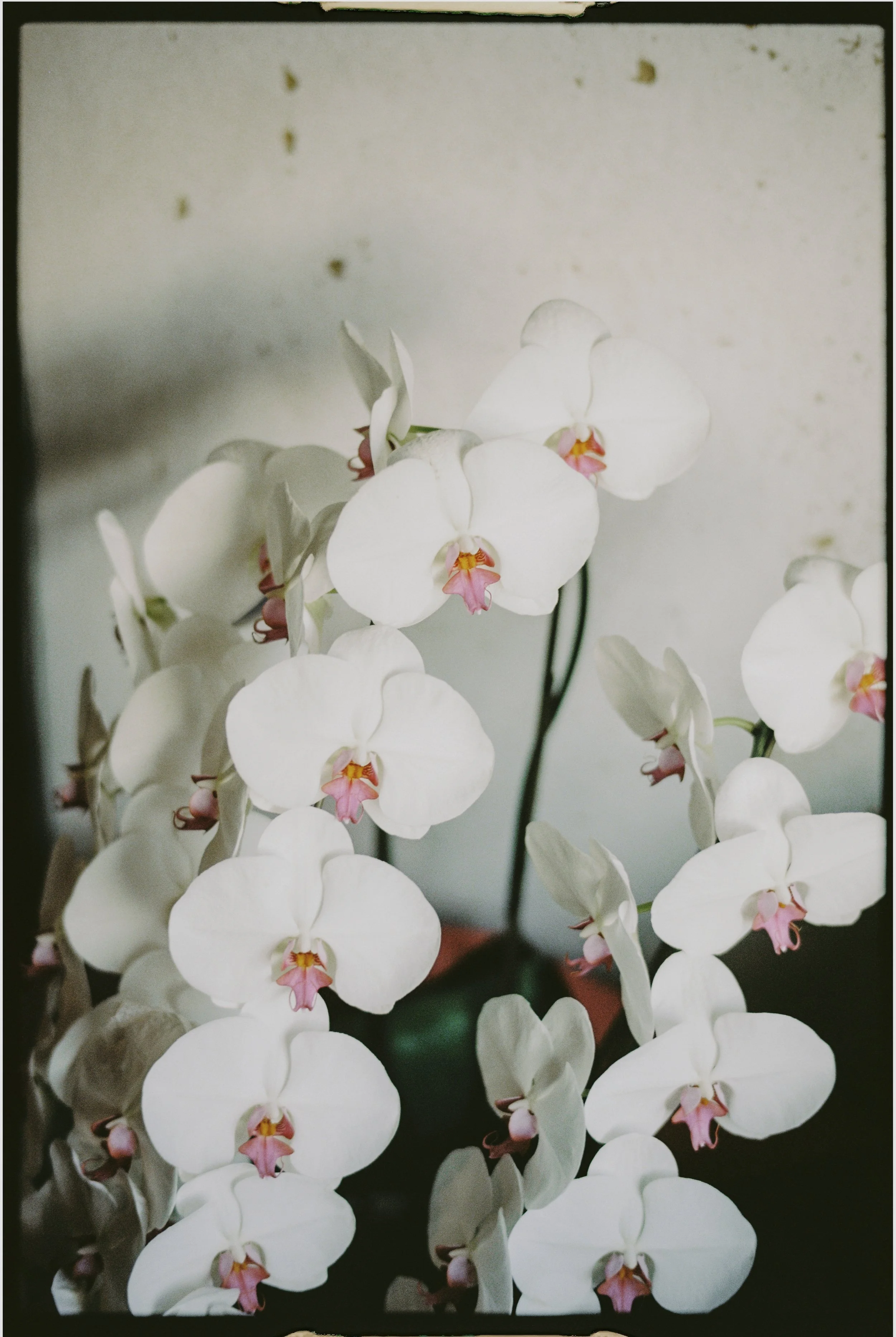 25_10_28_Janpan Film -17.jpg