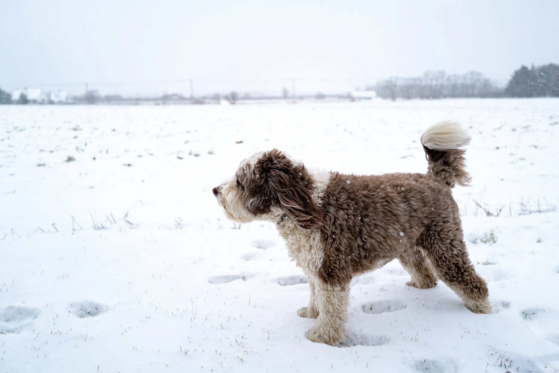 A brown and white curly-haired dog standing in the snow on a cold, snowy day with footprints around.