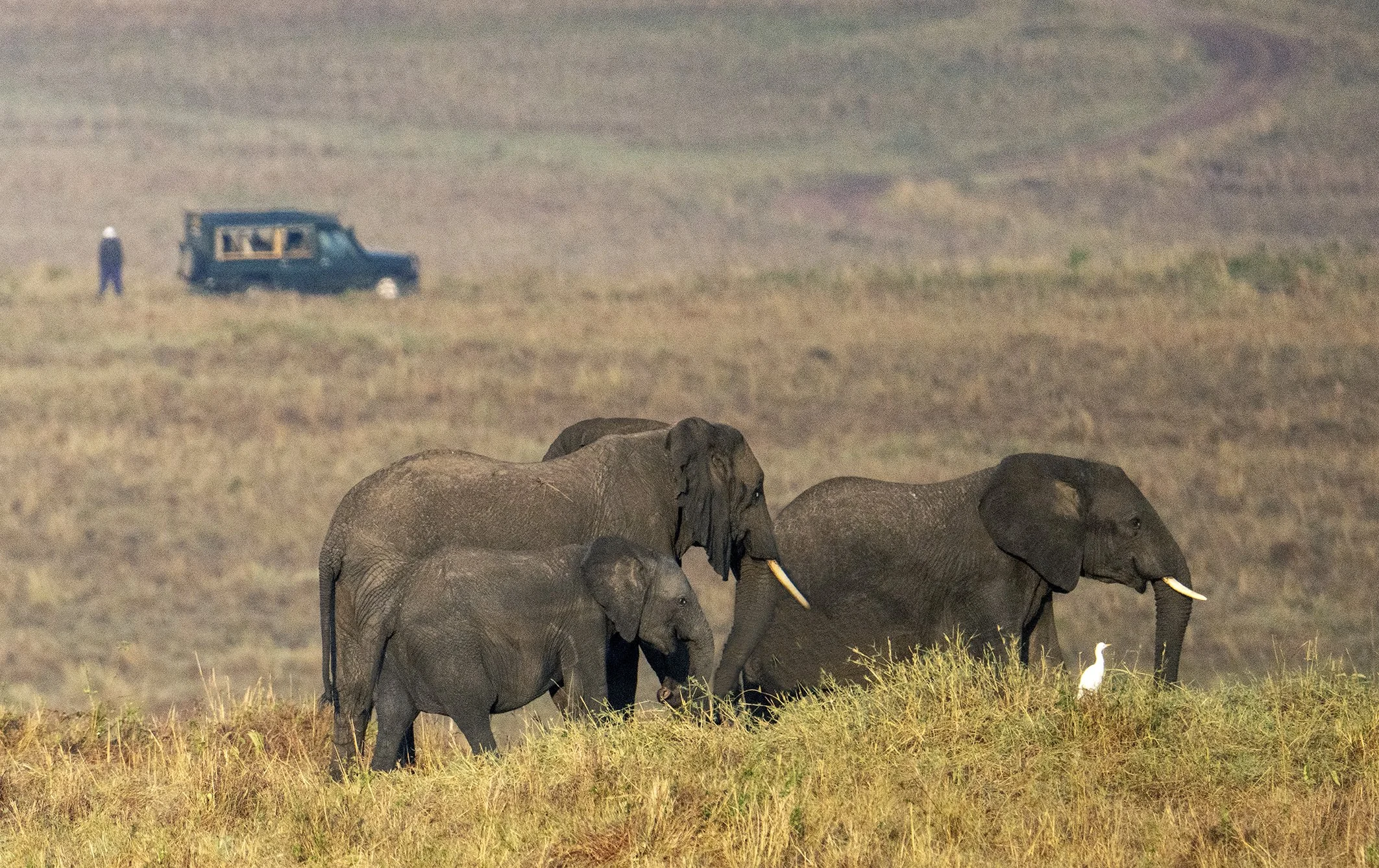 A herd of elephants standing in a grassy plain with a large bird nearby, and a vehicle with a person in the background.