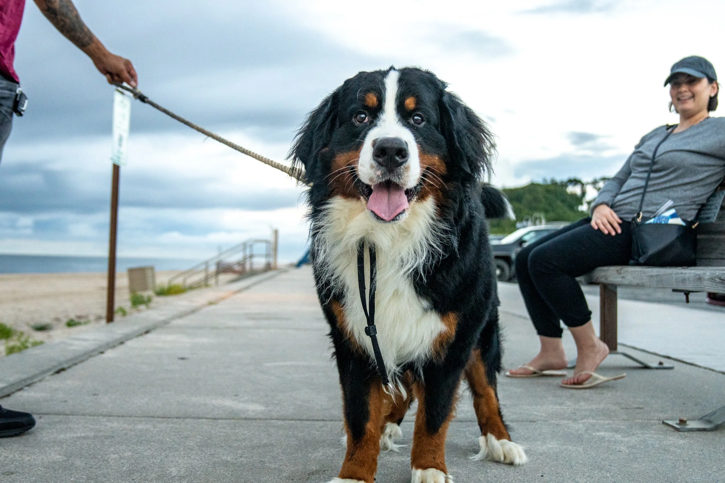 A happy Bernese Mountain Dog standing on a sidewalk by the beach, with a woman sitting on a bench to the right and a person holding its leash on the left. The sky is cloudy.